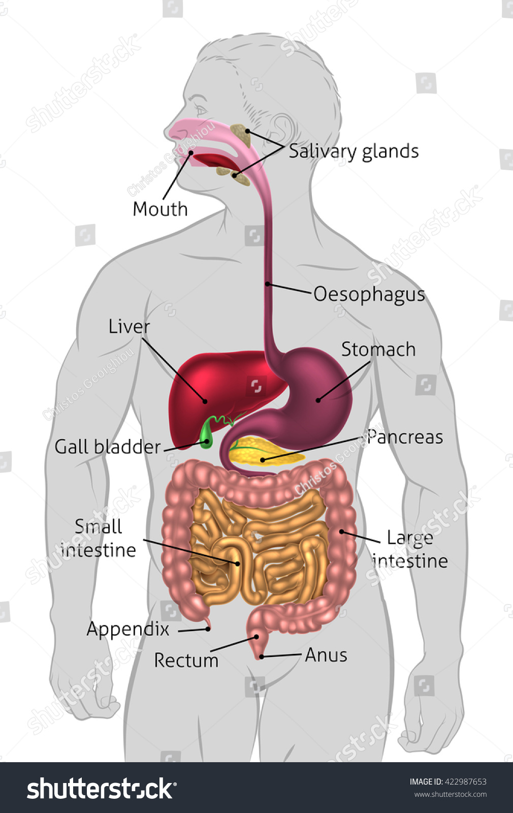 The Human Digestive System, Digestive Tract Or Alimentary Canal With ...