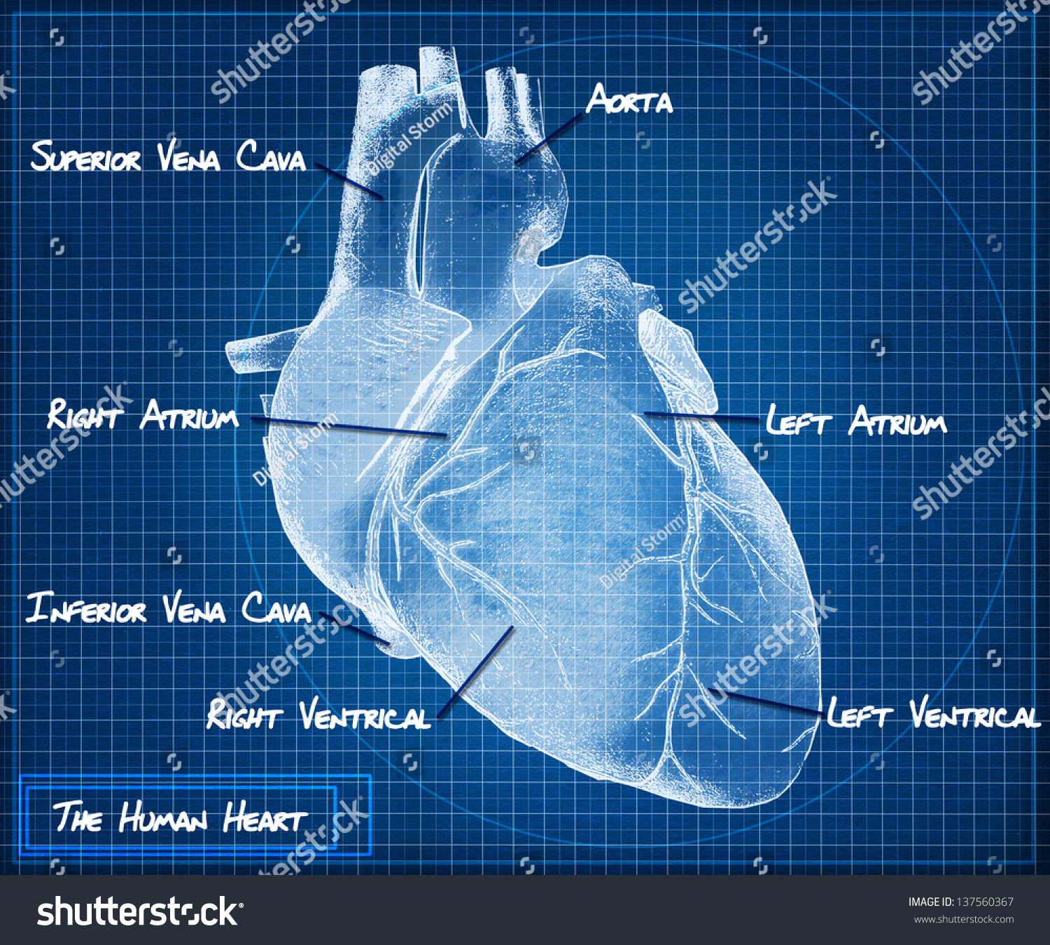 Human Heart Blueprint Concept Stock Illustration 137560367 - Shutterstock