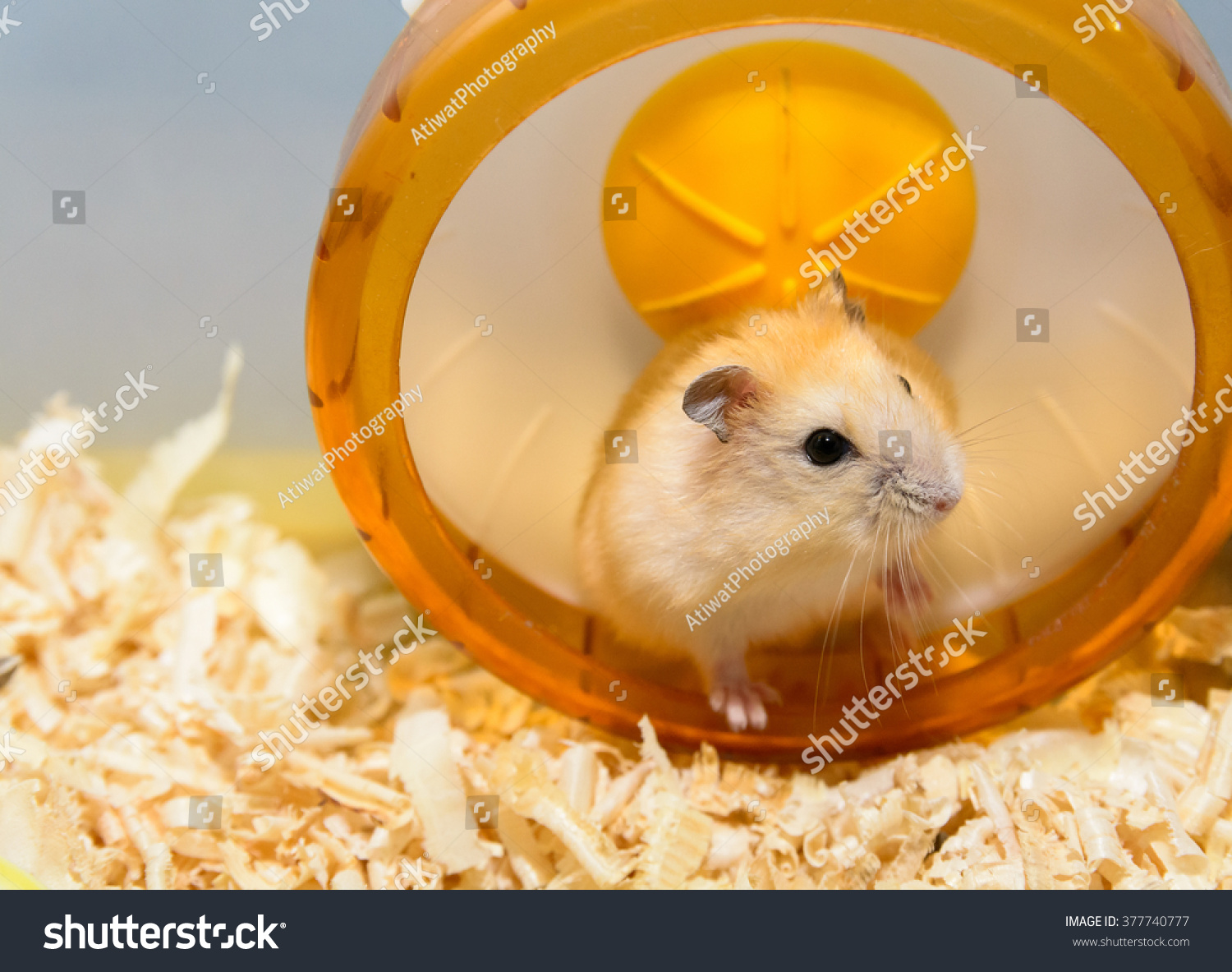 cute hamster toys