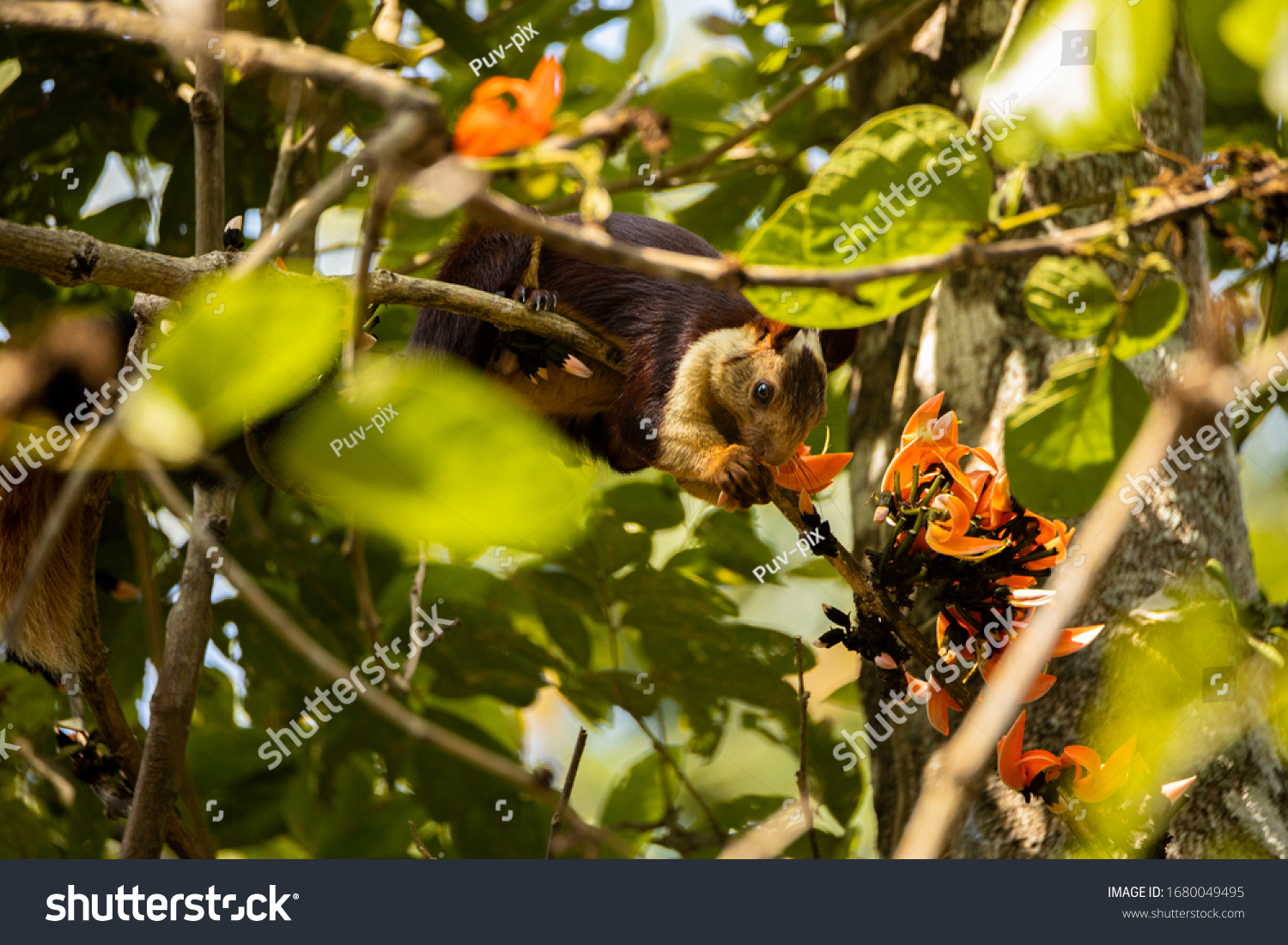 Indian Giant Squirrel Malabar Giant Squirrel Stock Photo 1680049495