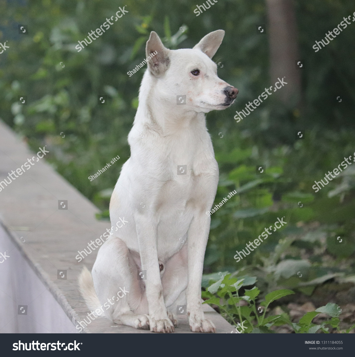 Indian Pariah Dog Indian Native Dog Stock Photo (Edit Now) 1311184055