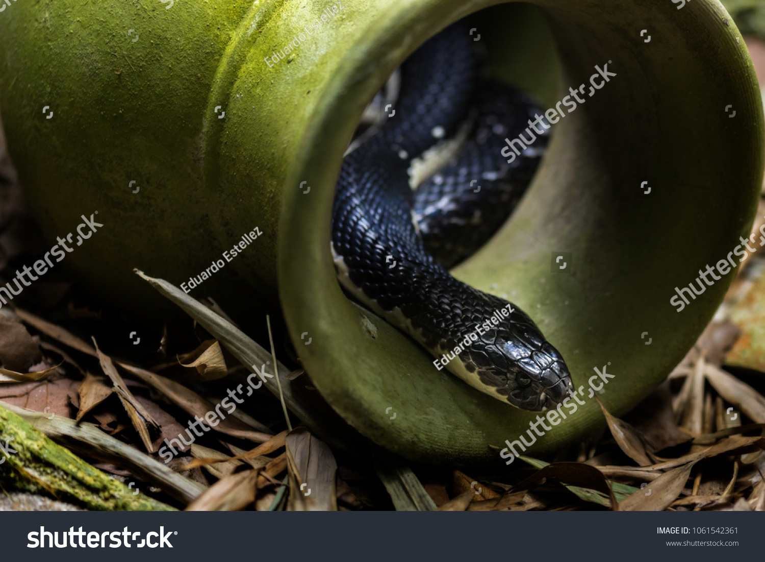 Indochinese Spitting Cobra Naja Siamensis Species Stock Photo (Edit Now ...