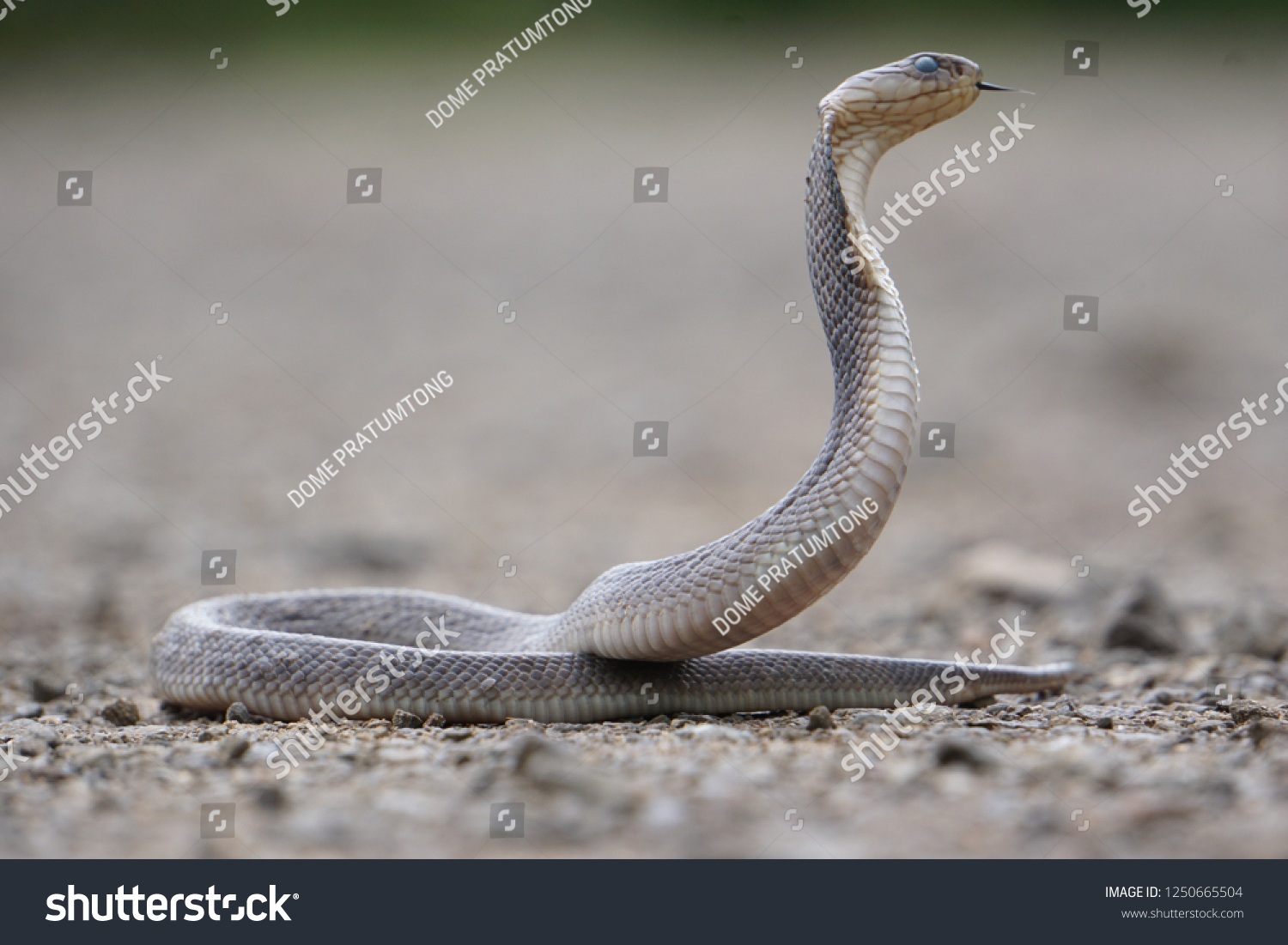 Indochinese Spitting Cobra Naja Siamensis Found Stock Photo (Edit Now ...