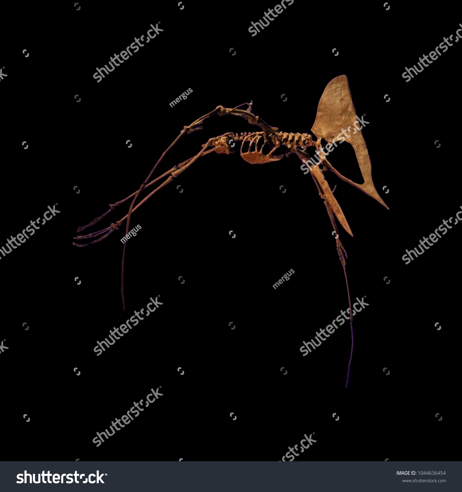 skeleton pterodactyl