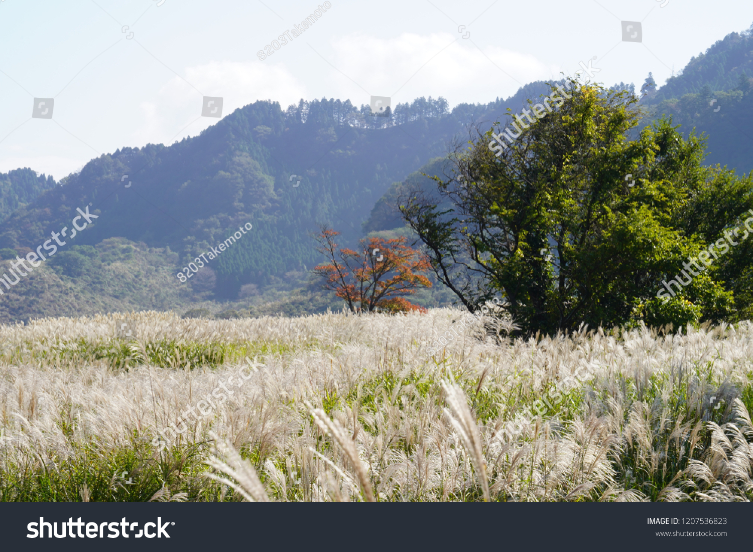 Japanese Pampas Grass Camel Mountain Park Stock Photo (Edit Now) 1207536823