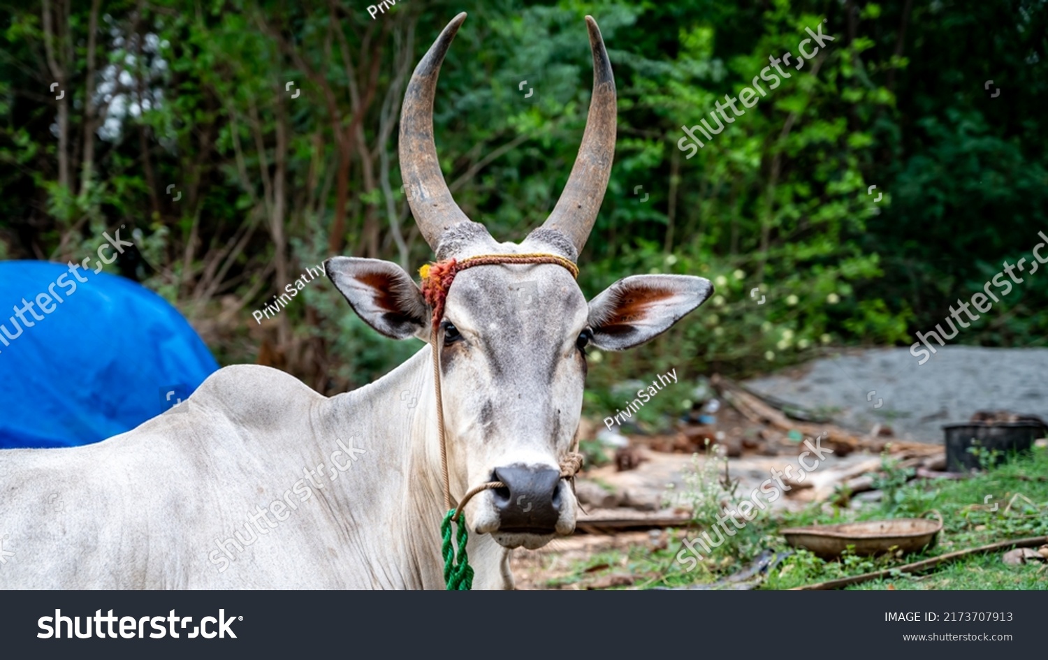 Draught Breed Meaning In Tamil