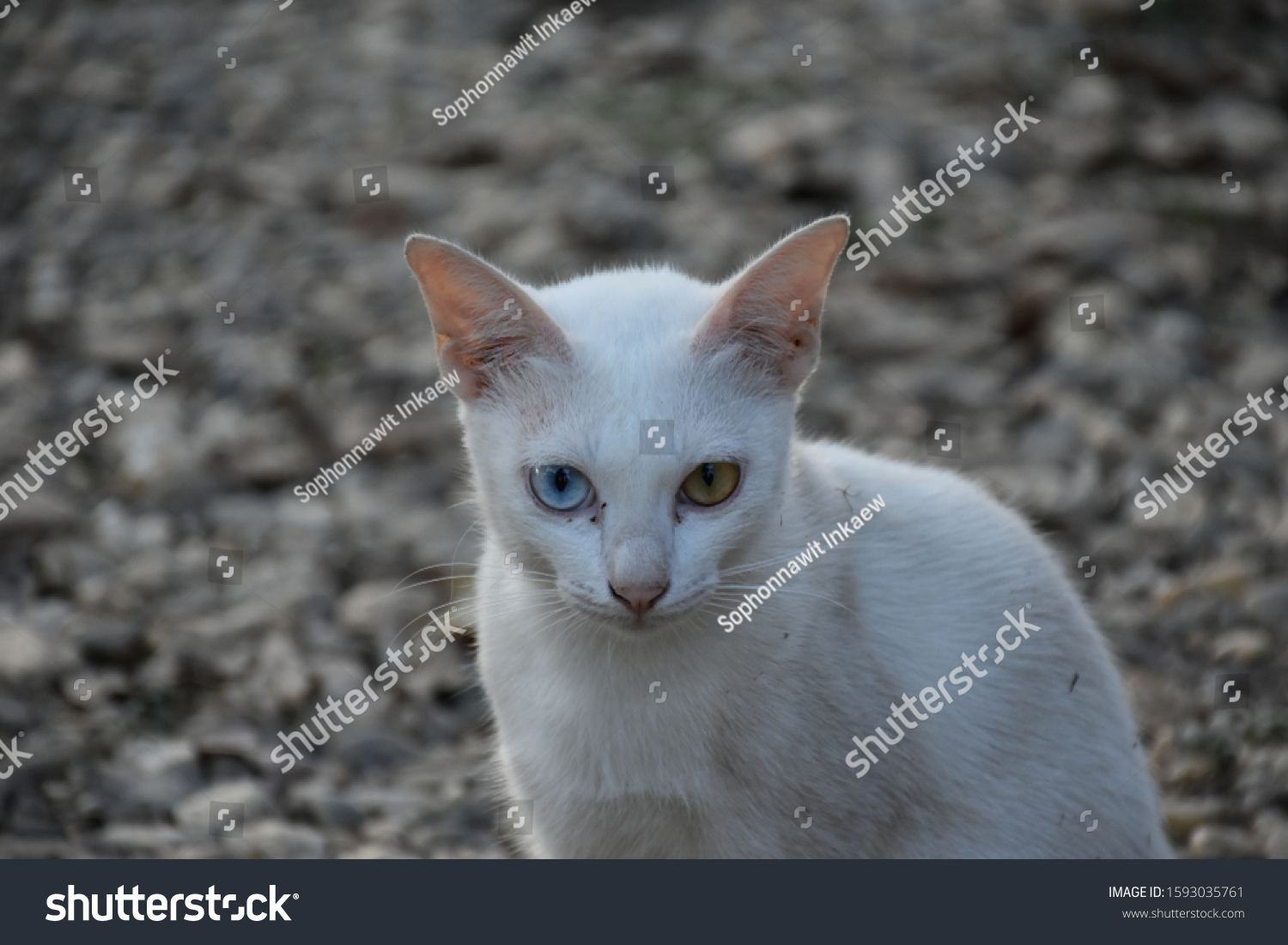 Khao Manee Cat White Gem Known Stock Photo Edit Now 1593035761