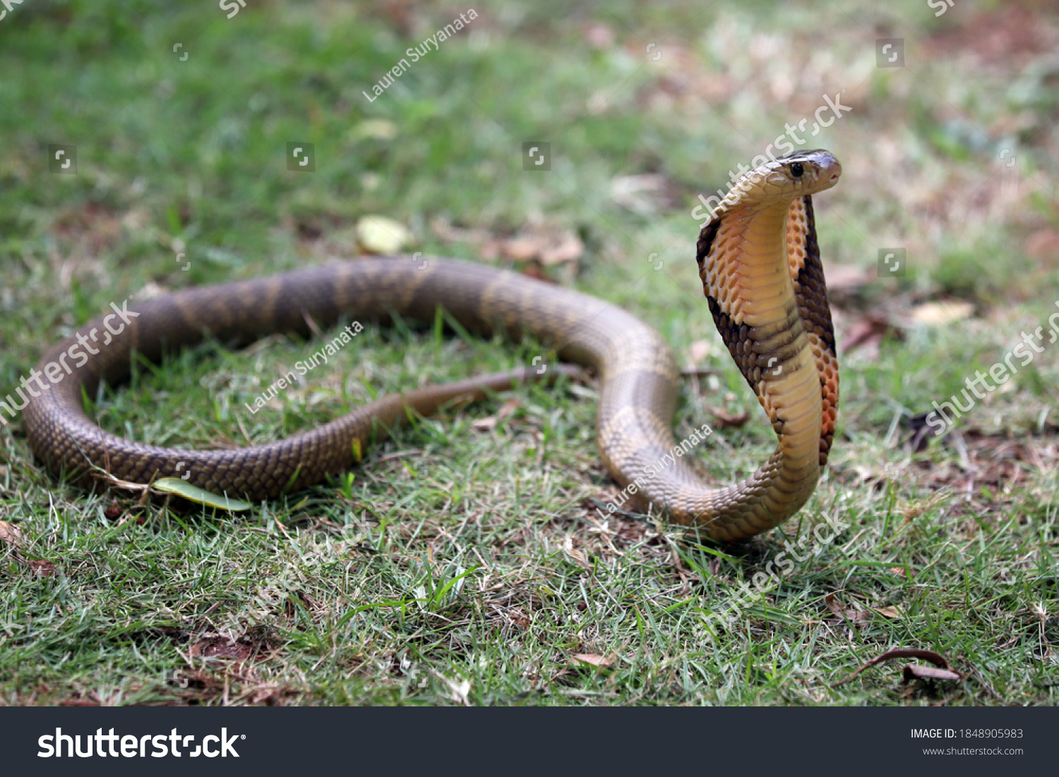 King Cobra Worlds Longest Venomous Snake Stock Photo 1848905983 ...