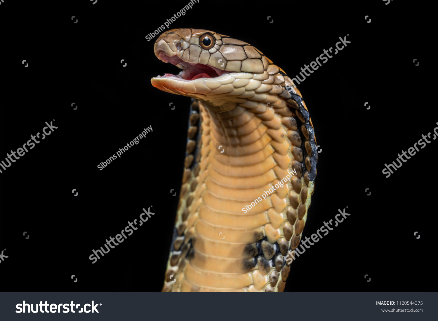 King Cobra Ophiophagus Hannah Known Hamadryadảnh Có Sẵn1120544375 |  Shutterstock