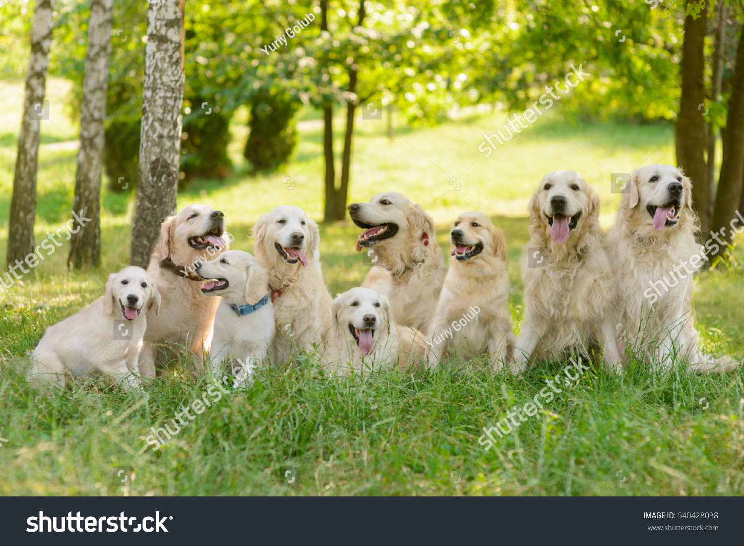 Kingdom Dogs Outdoors Forest Long Raw Stock Photo Edit Now