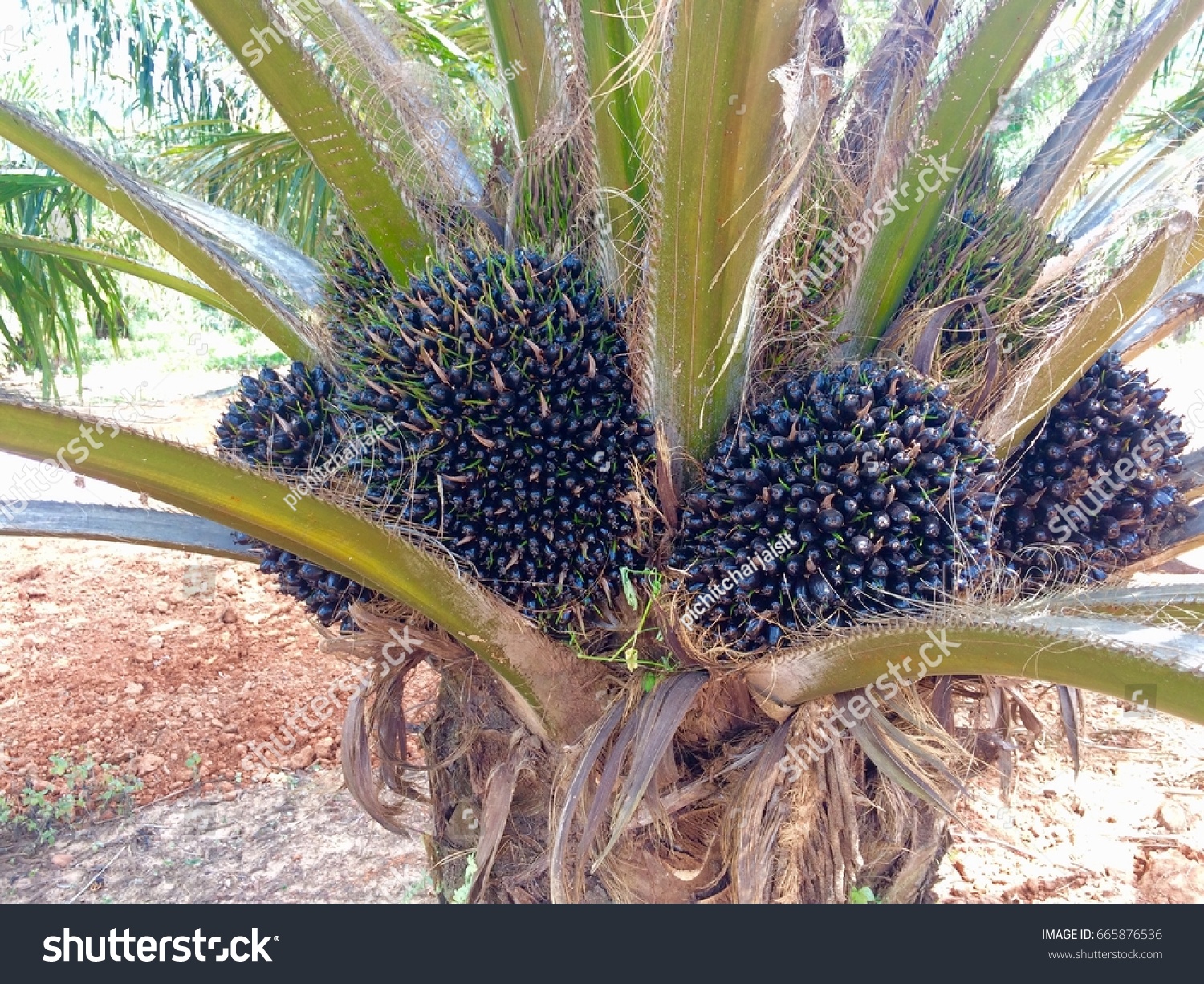 Large Palm Fruits On Palm Tree Stock Photo Edit Now 665876536