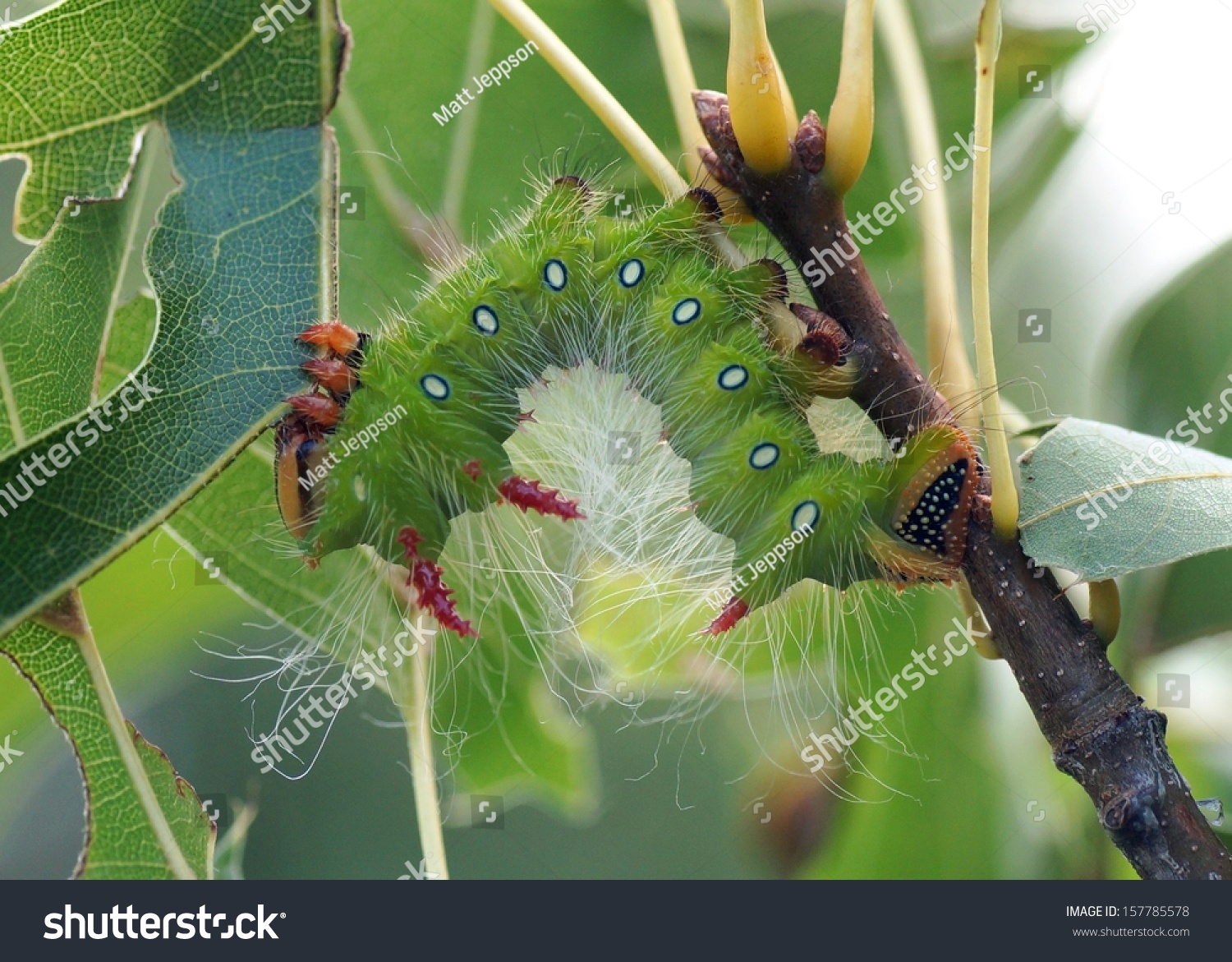 Large Polymorphic Imperial Moth Caterpillar Comes Stock Photo Shutterstock