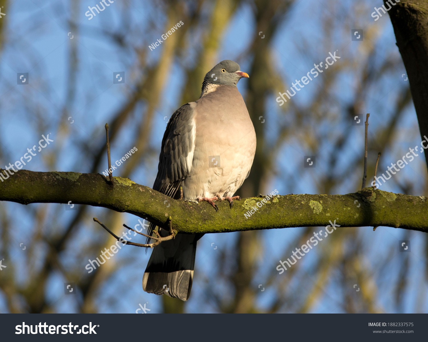 "bob_sheen" Images, Stock Photos & Vectors | Shutterstock