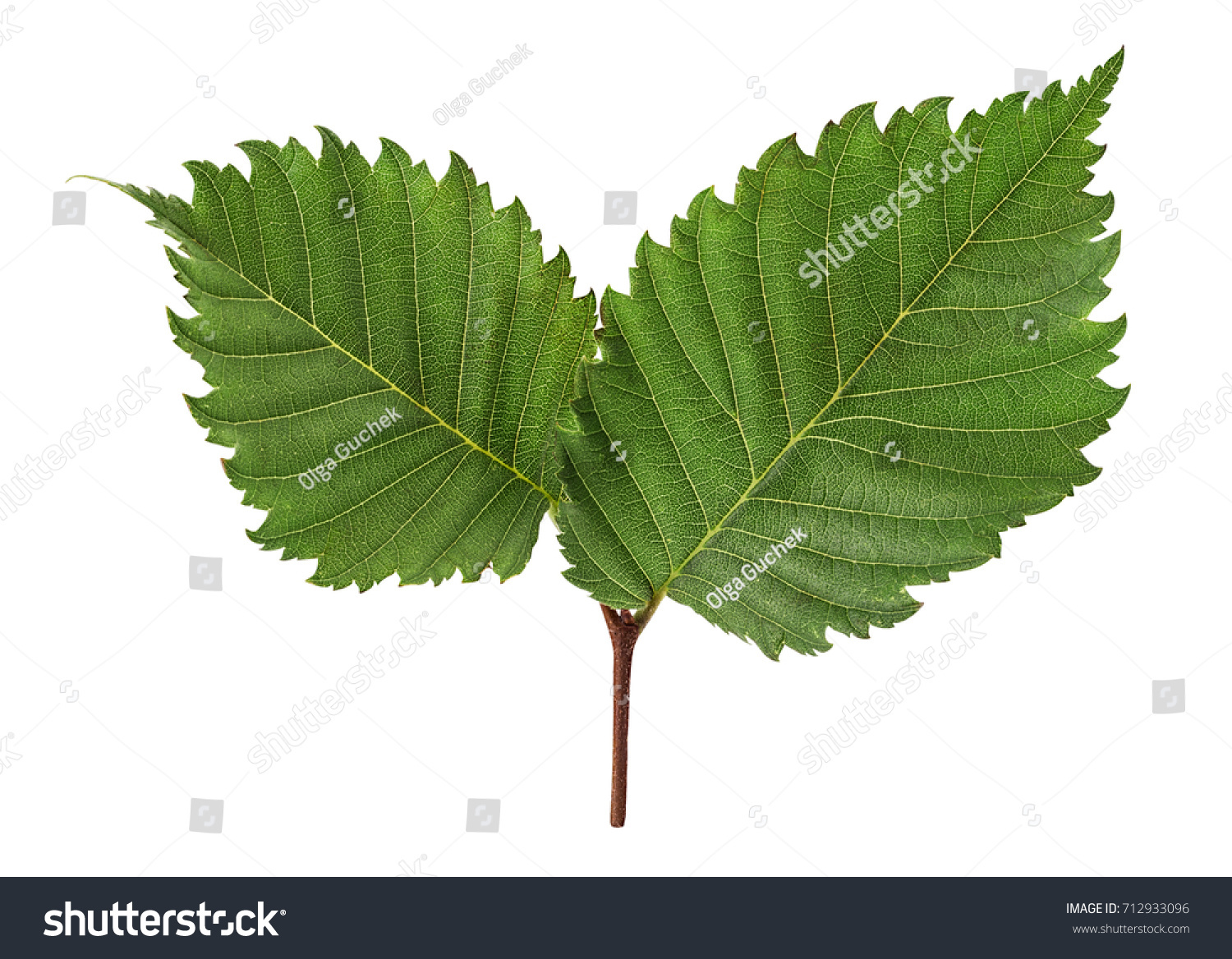 26,572 Hazel leaf Images, Stock Photos & Vectors | Shutterstock