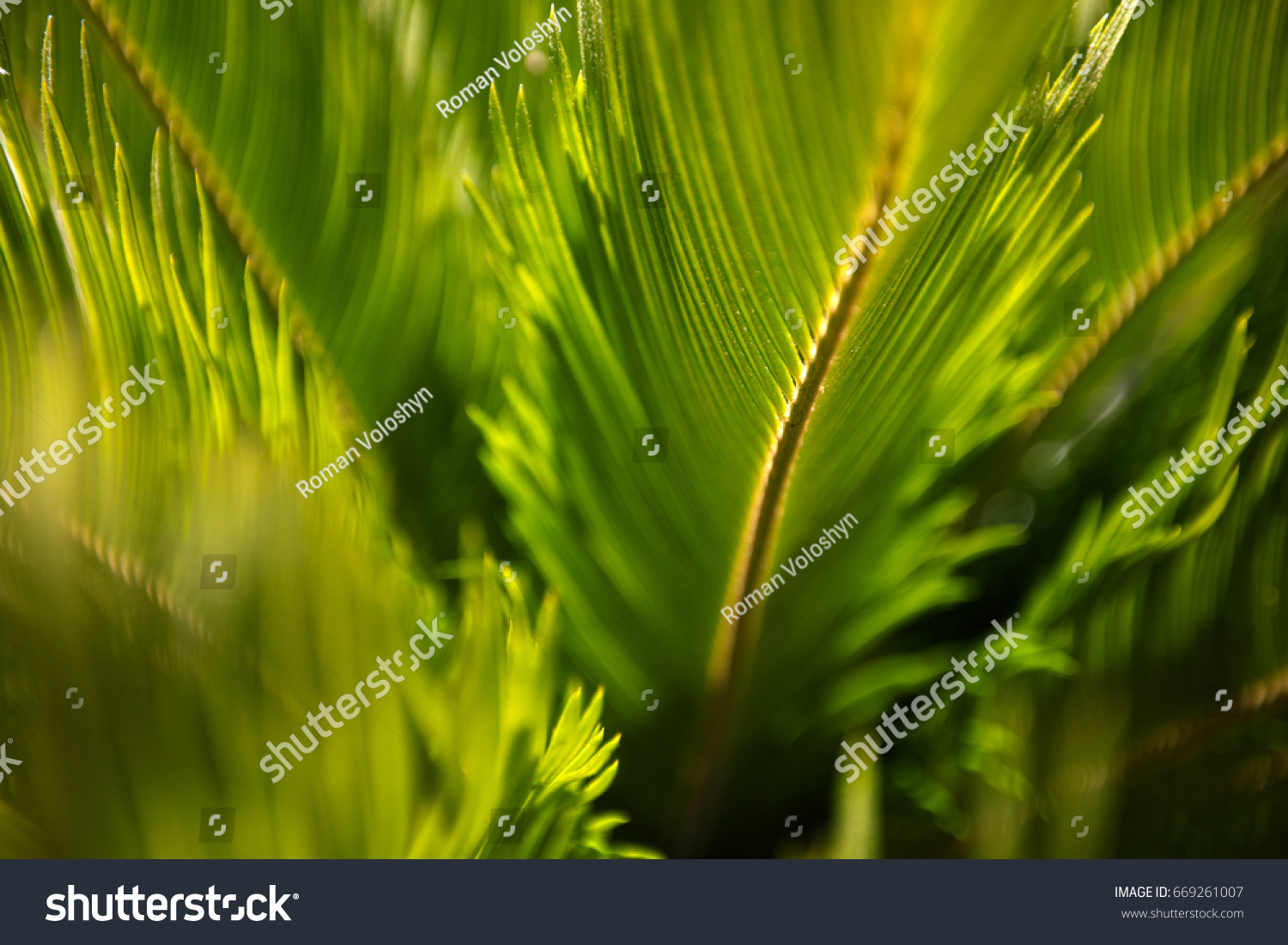 Leaves Palm Shot Shallow Depth Field Stock Photo Edit Now