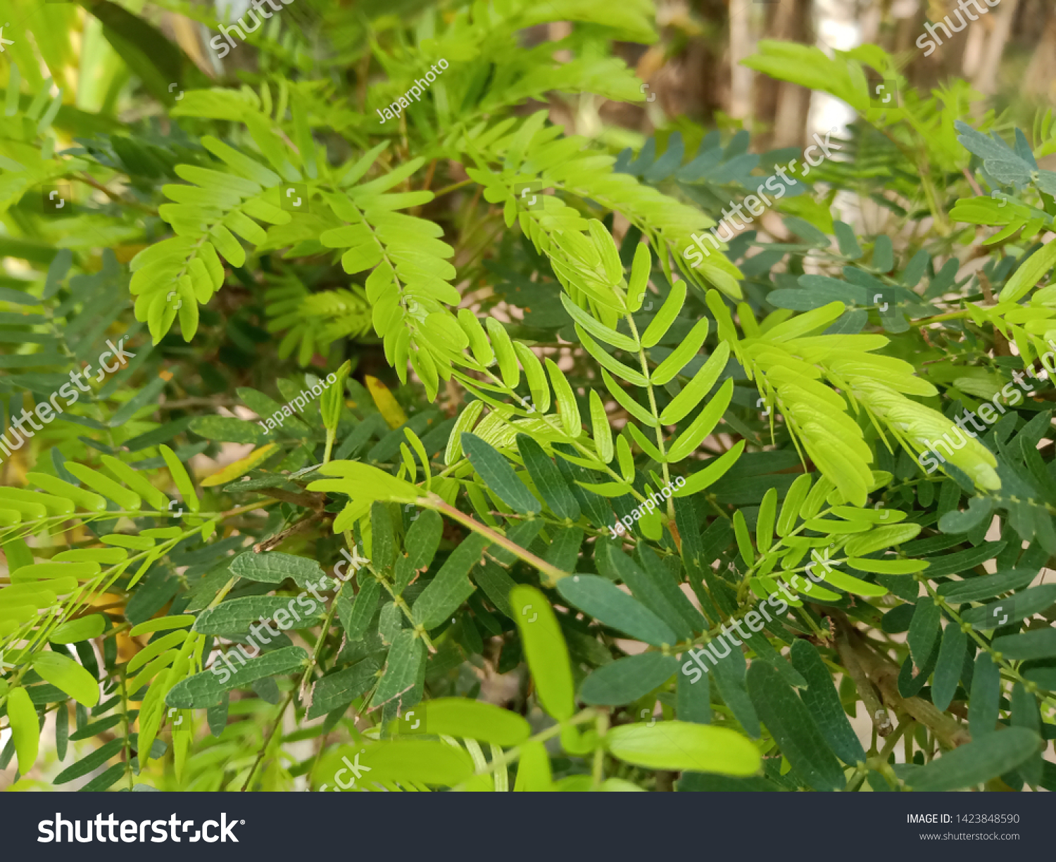 Leaves Tamarind Tree Light Green Stock Photo Edit Now