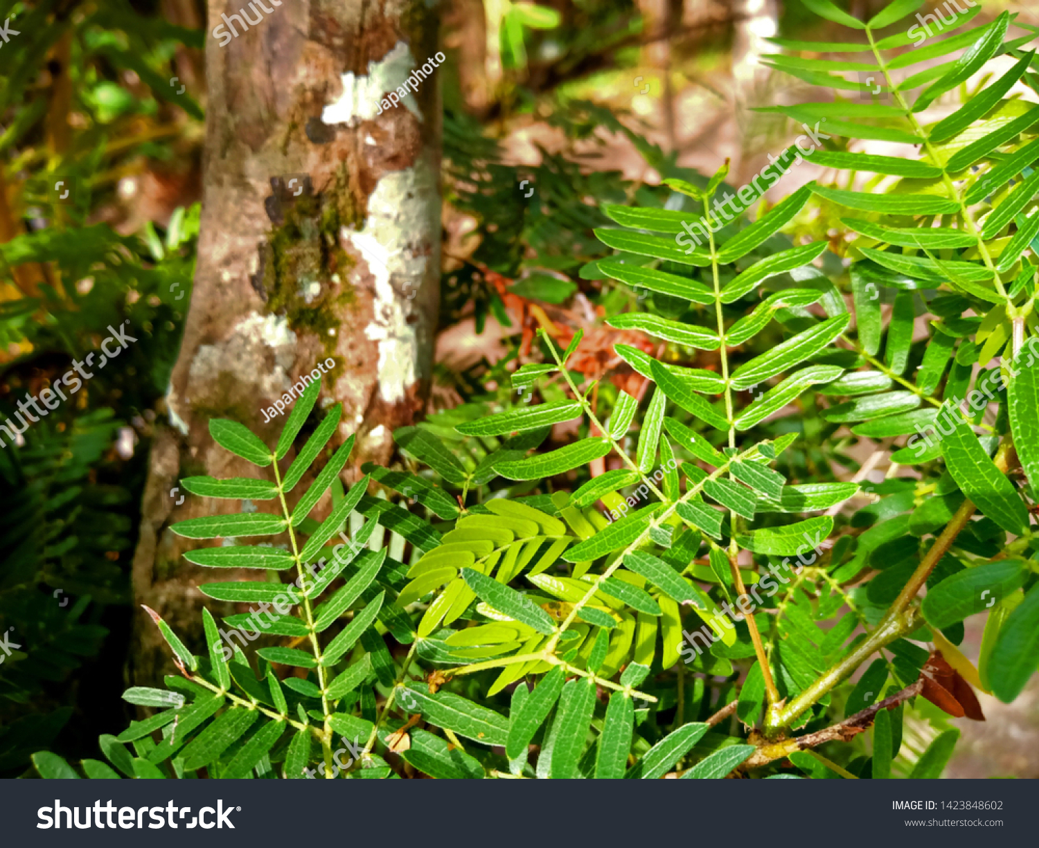 Leaves Tamarind Tree Light Green Stock Photo Edit Now