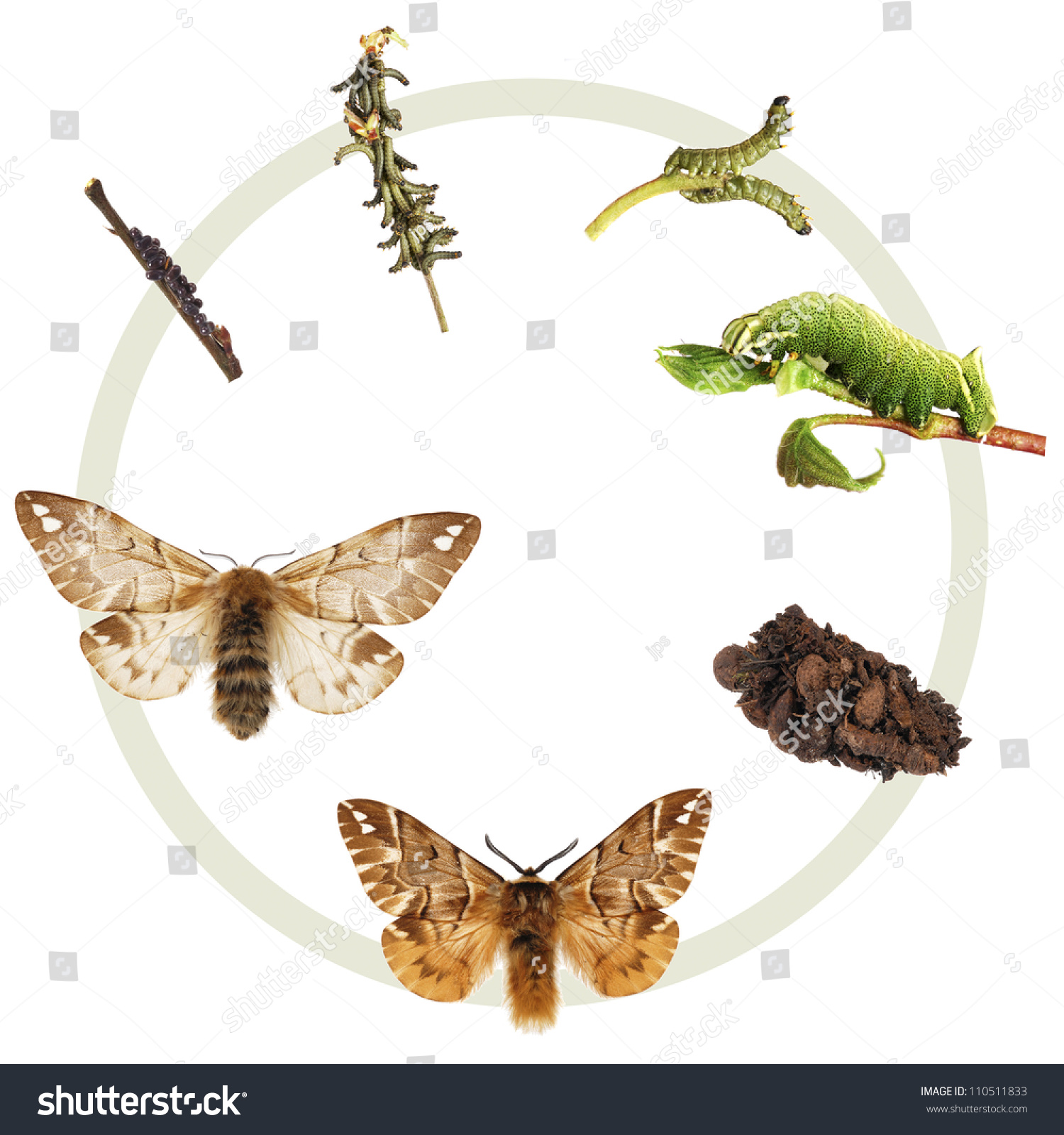 The Life Cycle Of The Kentish Glory (Endromis Versicolor ...