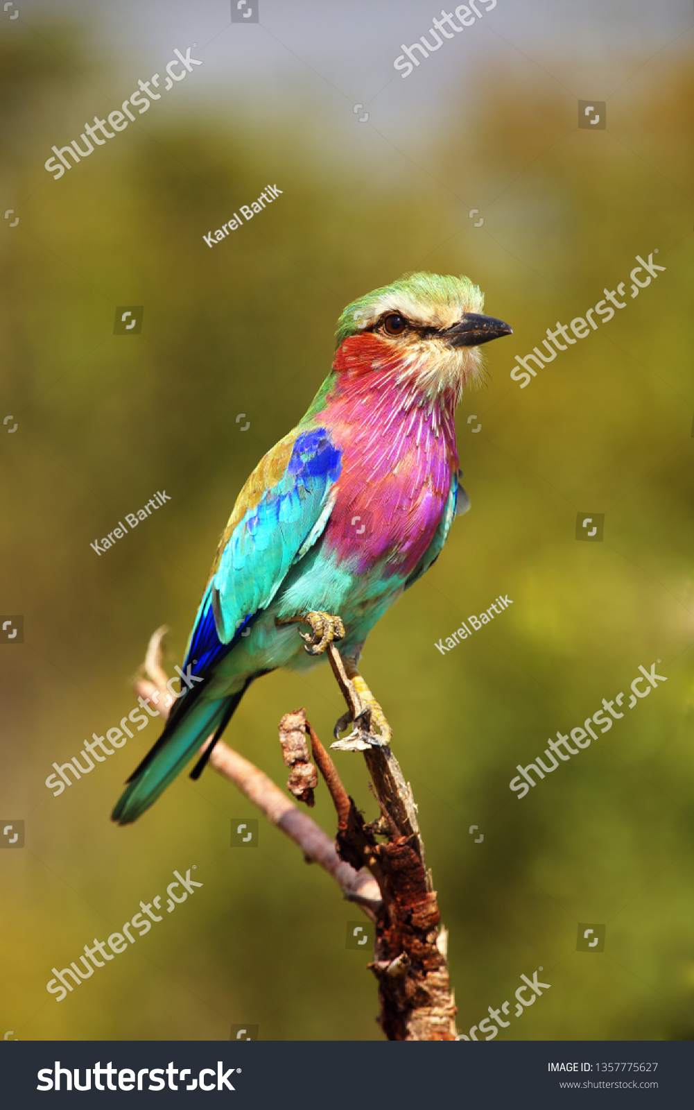 緑の背景にライラック色の鳥 細い枝に座る典型的なアフリカの鳥の捕食動物 の写真素材 今すぐ編集