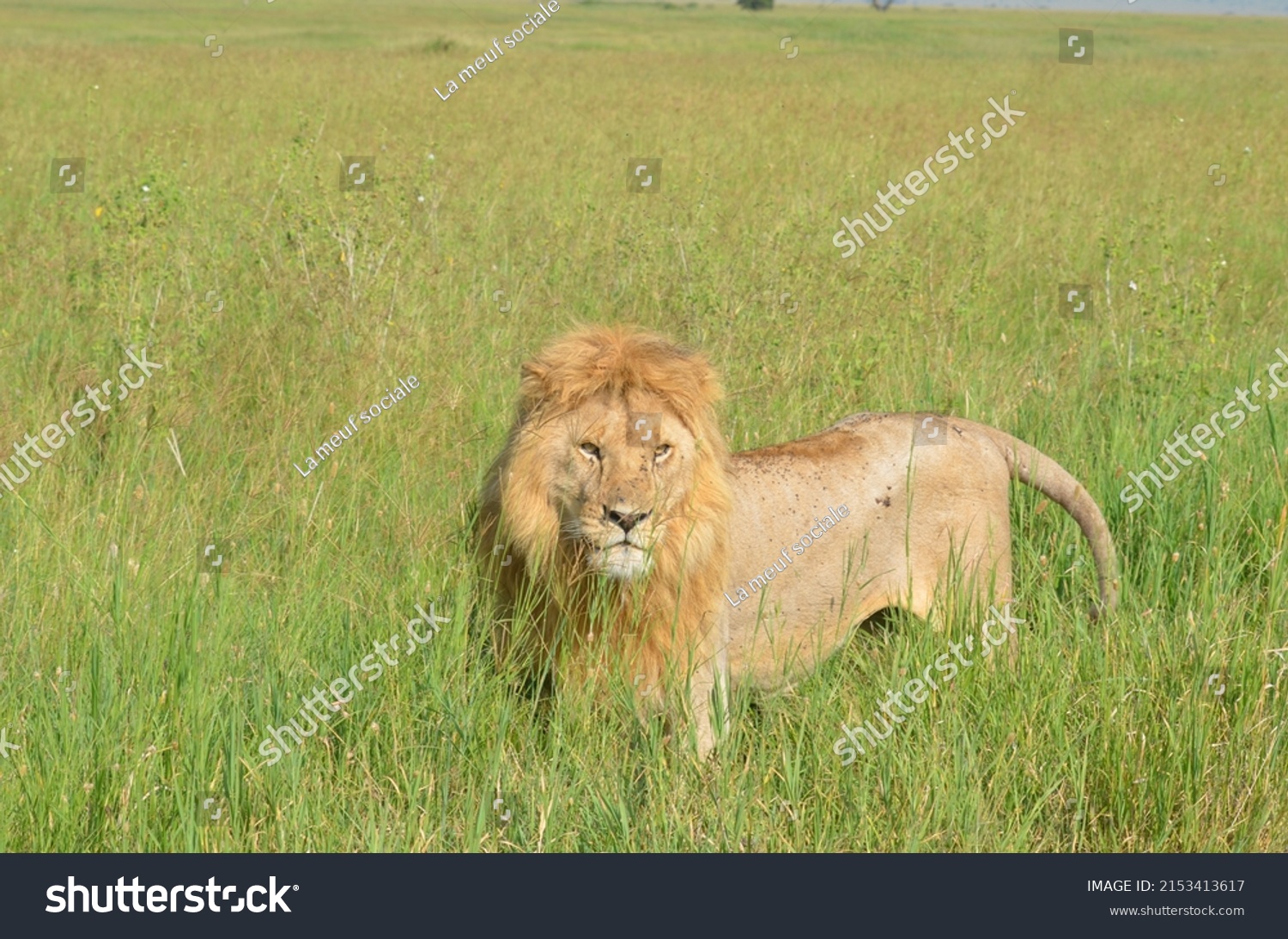 Lion King Tanzania Stock Photo 2153413617 | Shutterstock