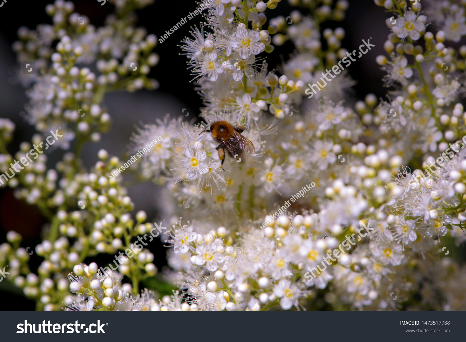 Long Stem Covered Many Small White Stock Photo Edit Now 1473517988