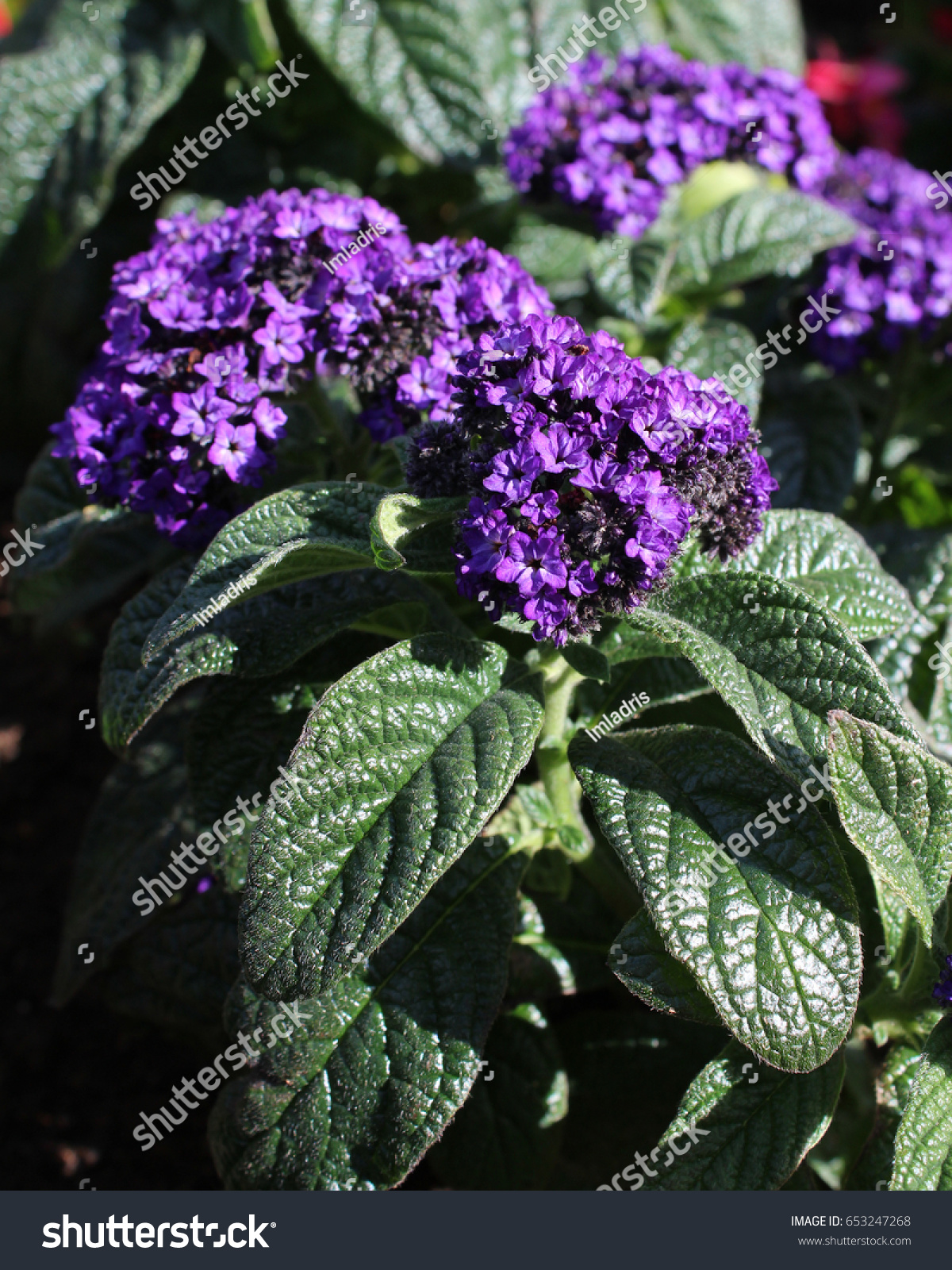 Lovely Deep Purple Flowers Heliotrope Arborescens Stock Photo Edit Now 653247268