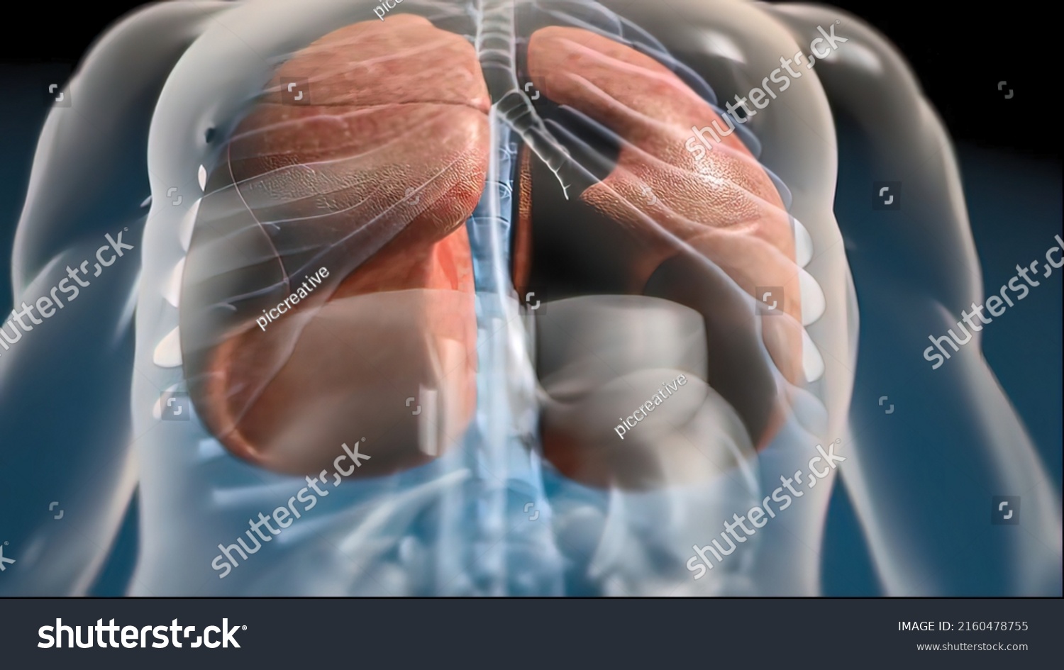 Lungs Pair Spongy Airfilled Organs Located Stock Illustration ...