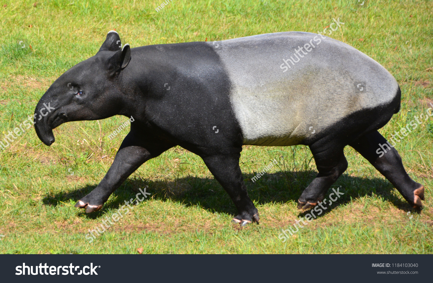 Malayan Tapir Tapirus Indicus Called Asian 库存照片 立即编辑