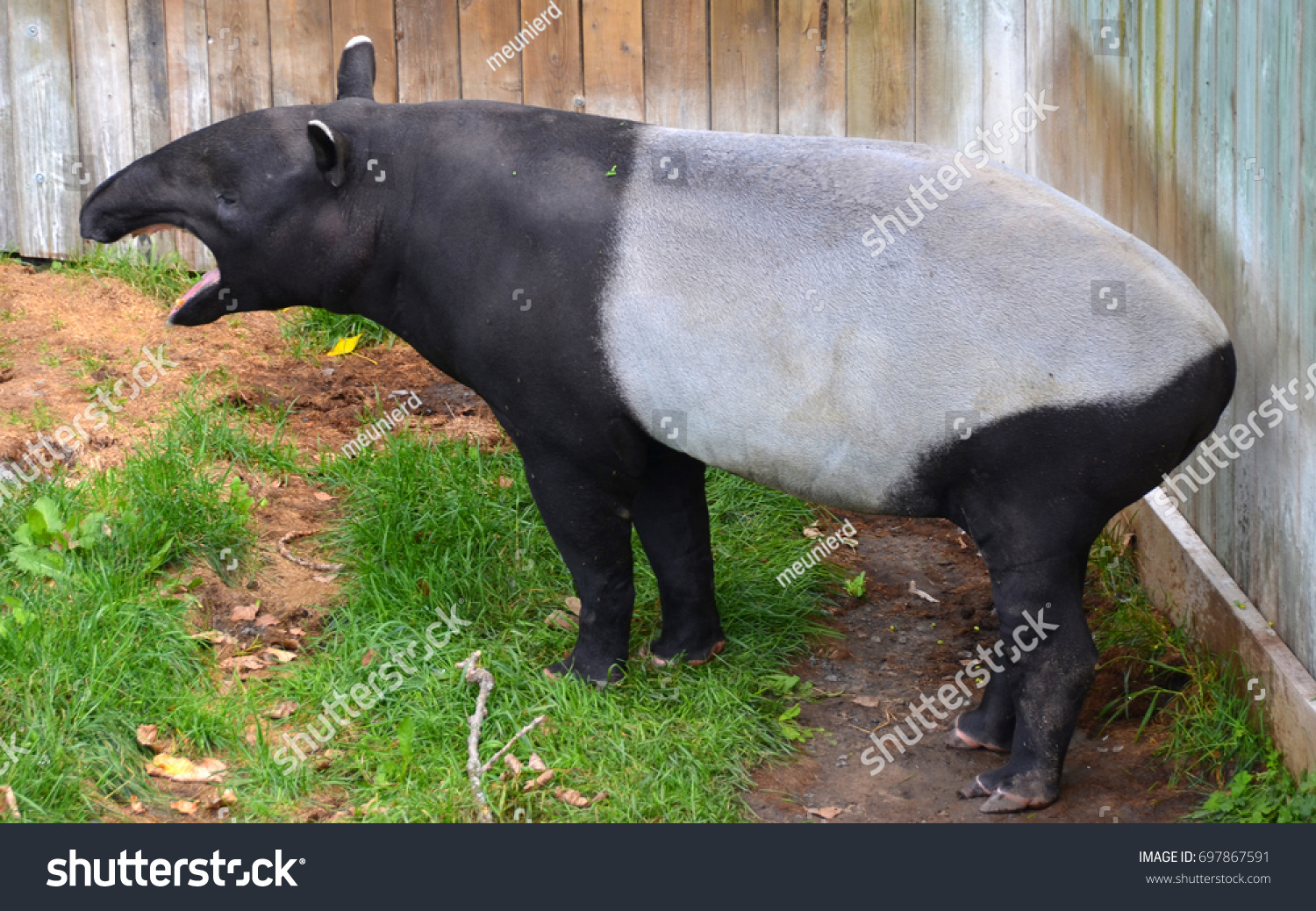 Malayan Tapir Tapirus Indicus Called Asian 庫存照片 立刻編輯