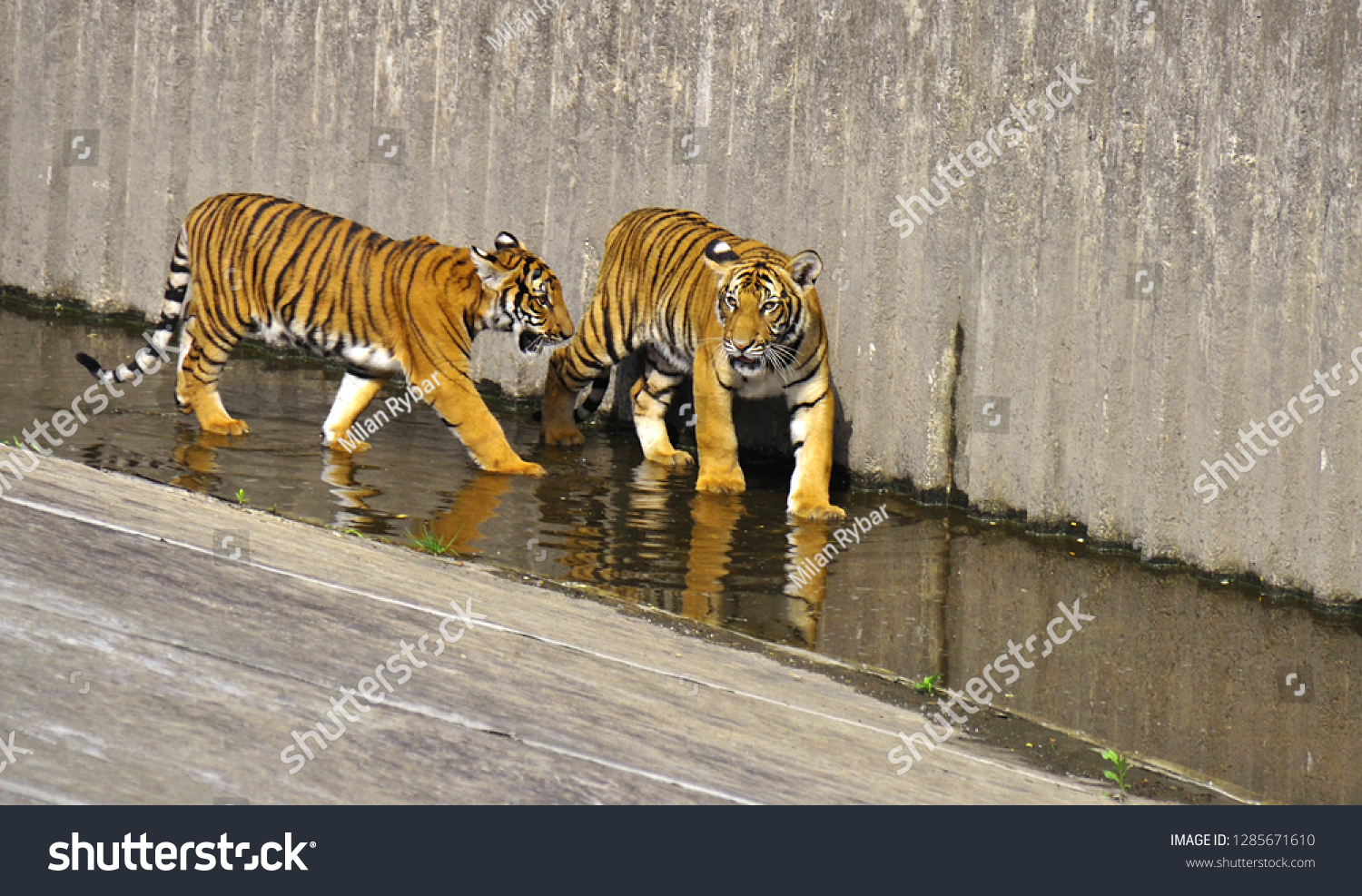 Malayan Tiger Panthera Tigris Jacksoni National Stock Photo Edit Now 1285671610