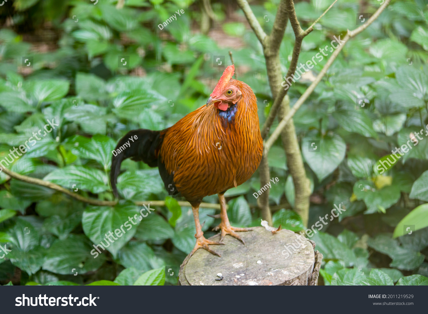 Male Sri Lankan Junglefowl Gallus Lafayettii Stock Photo 2011219529 ...