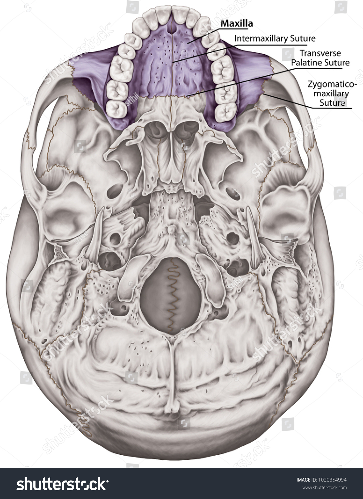 Maxilla Bone Cranium Head Skull Individual Stock Illustration ...