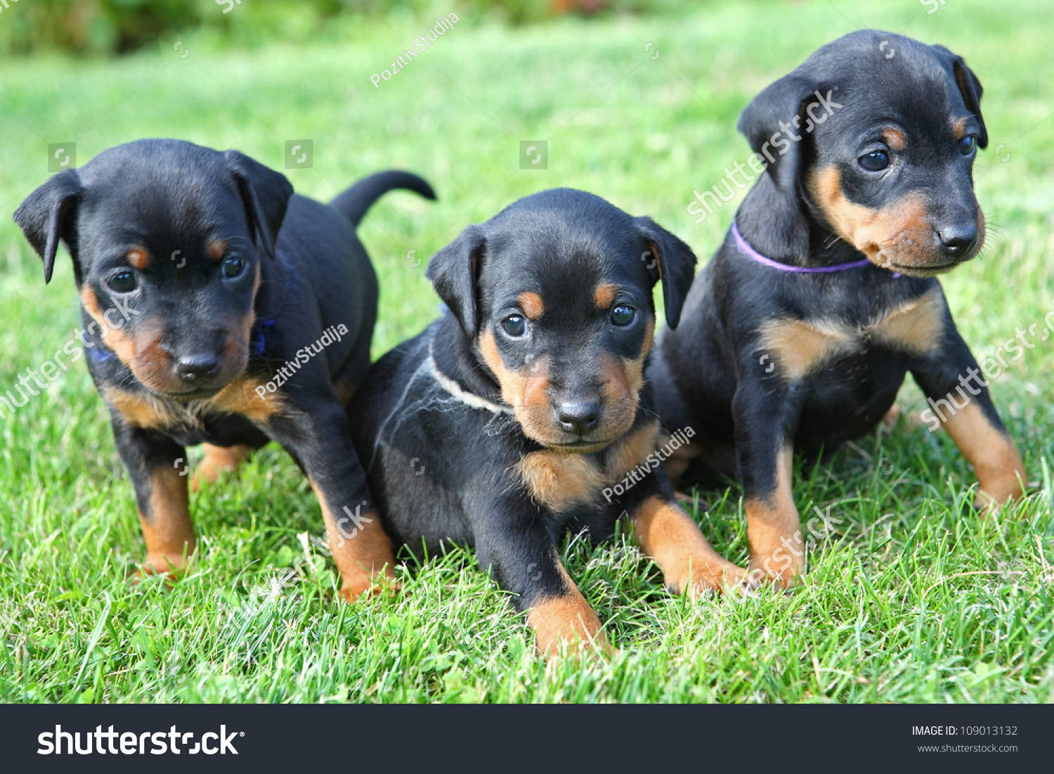 Miniature Pinscher Puppies 1 Months Old Stock Photo (Edit ...