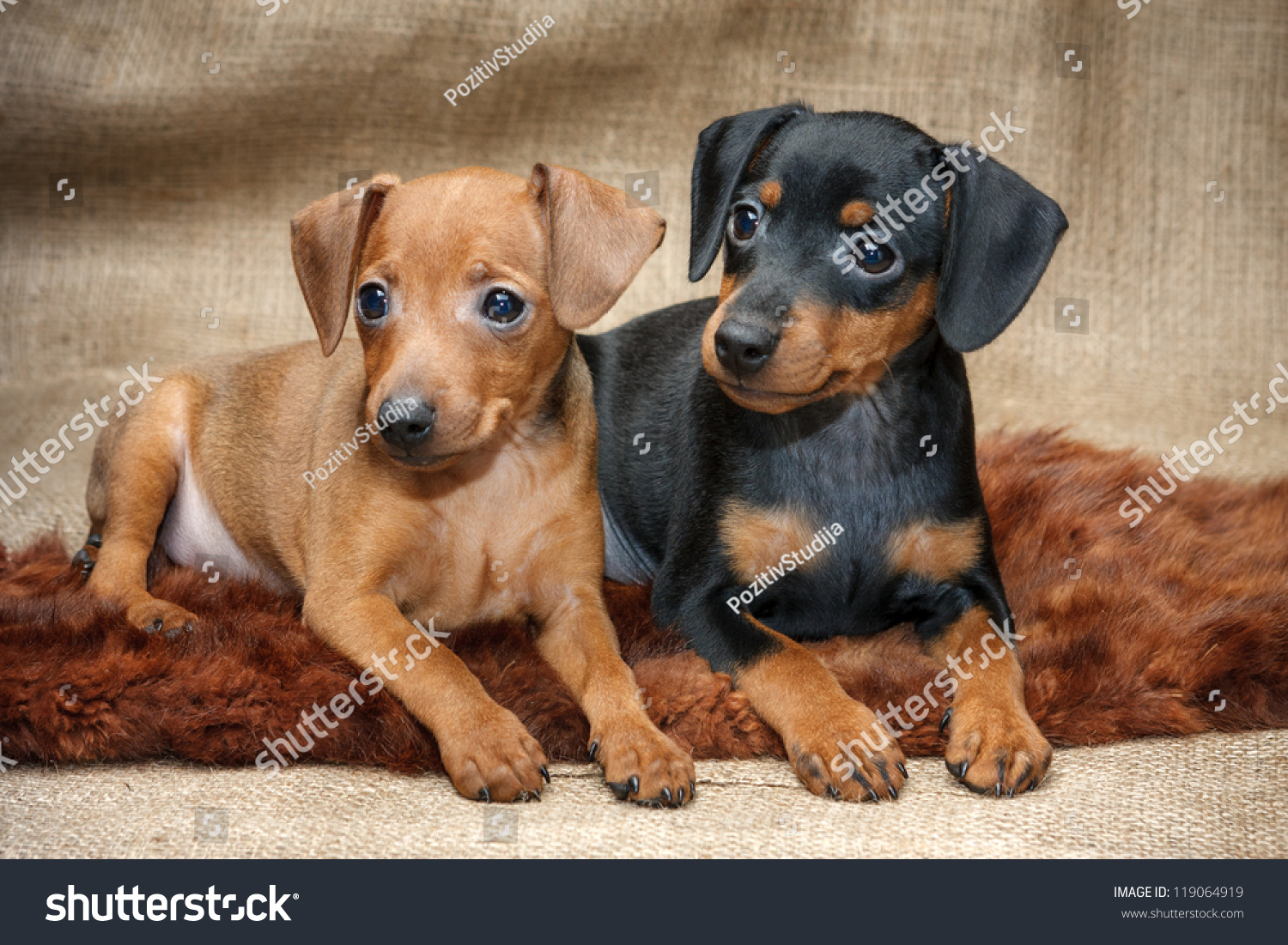 Foto Stok Miniature Pinscher Puppies 2 Months Old Edit Sekarang 119064919