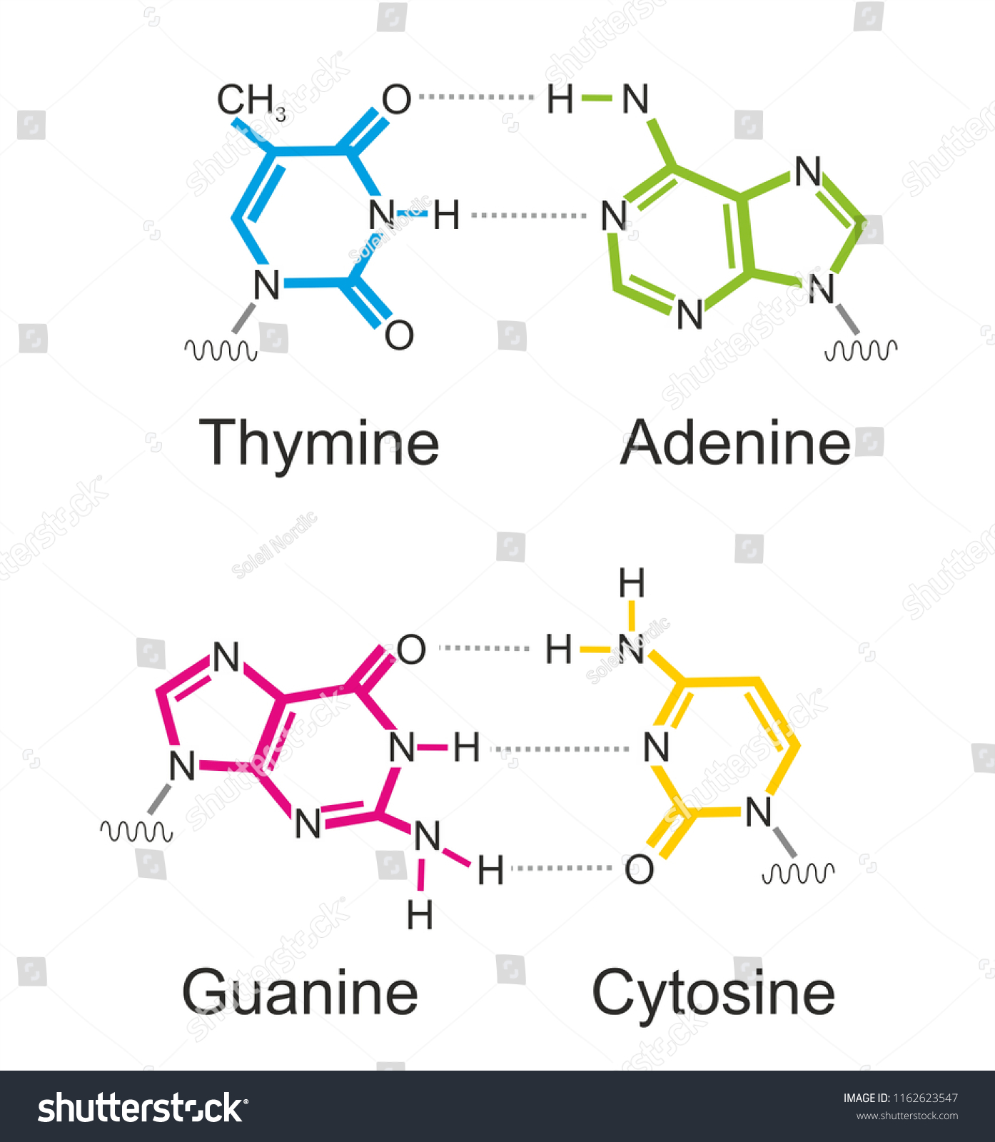 Base-pairs Images, Stock Photos & Vectors | Shutterstock