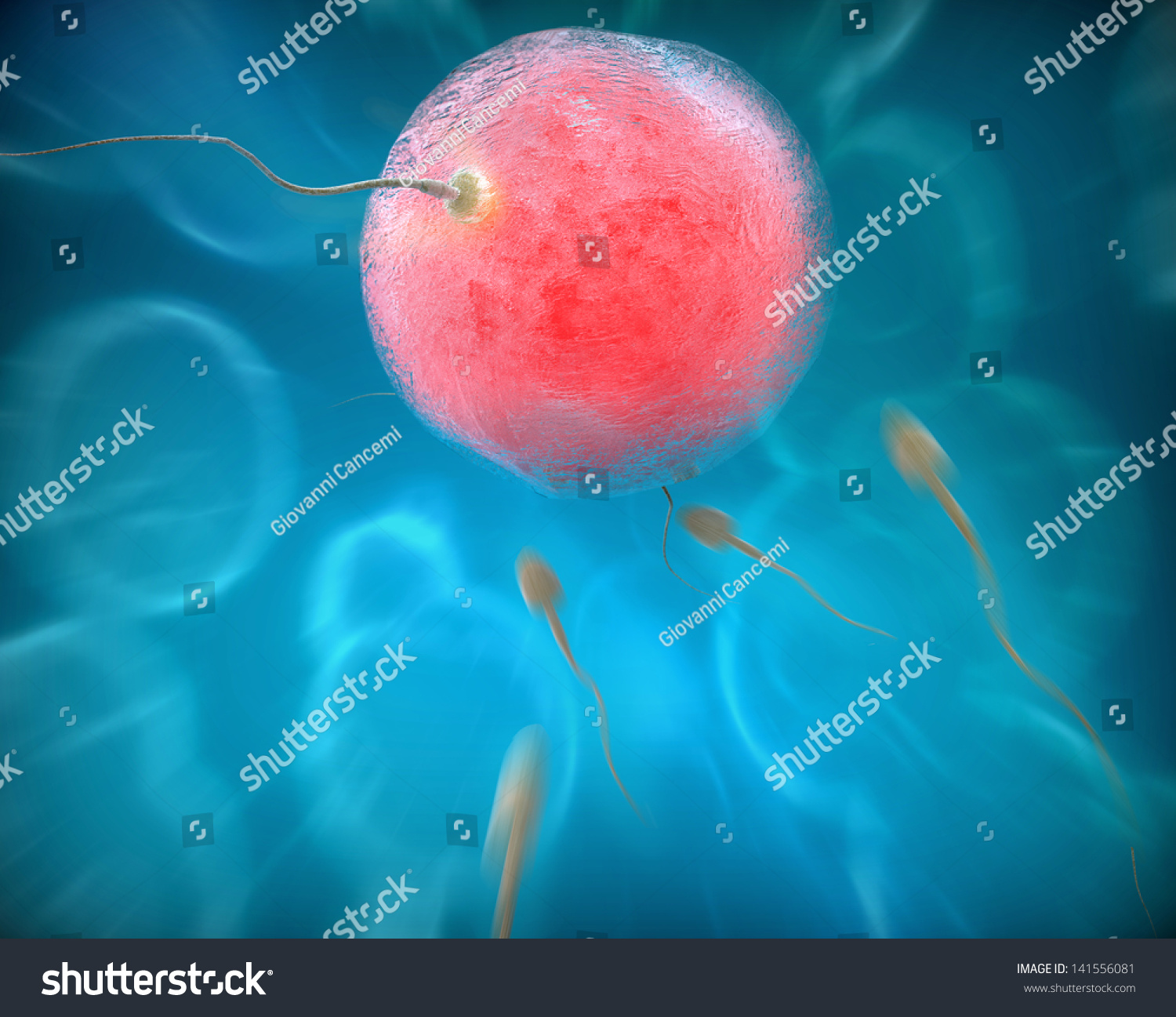 The Moment Of Fertilization Stock Photo 141556081 : Shutterstock