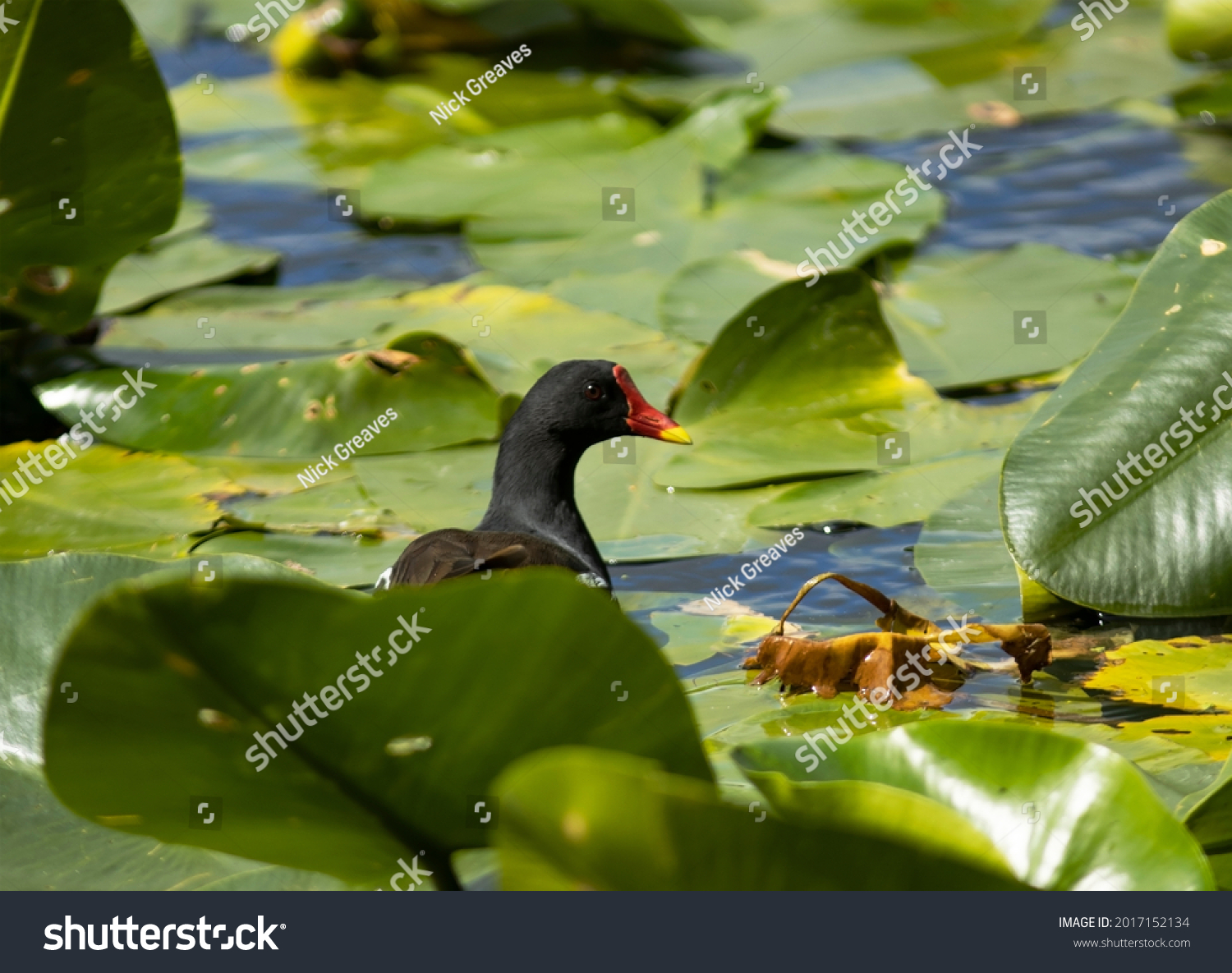 Ciconiformes Images, Stock Photos & Vectors | Shutterstock