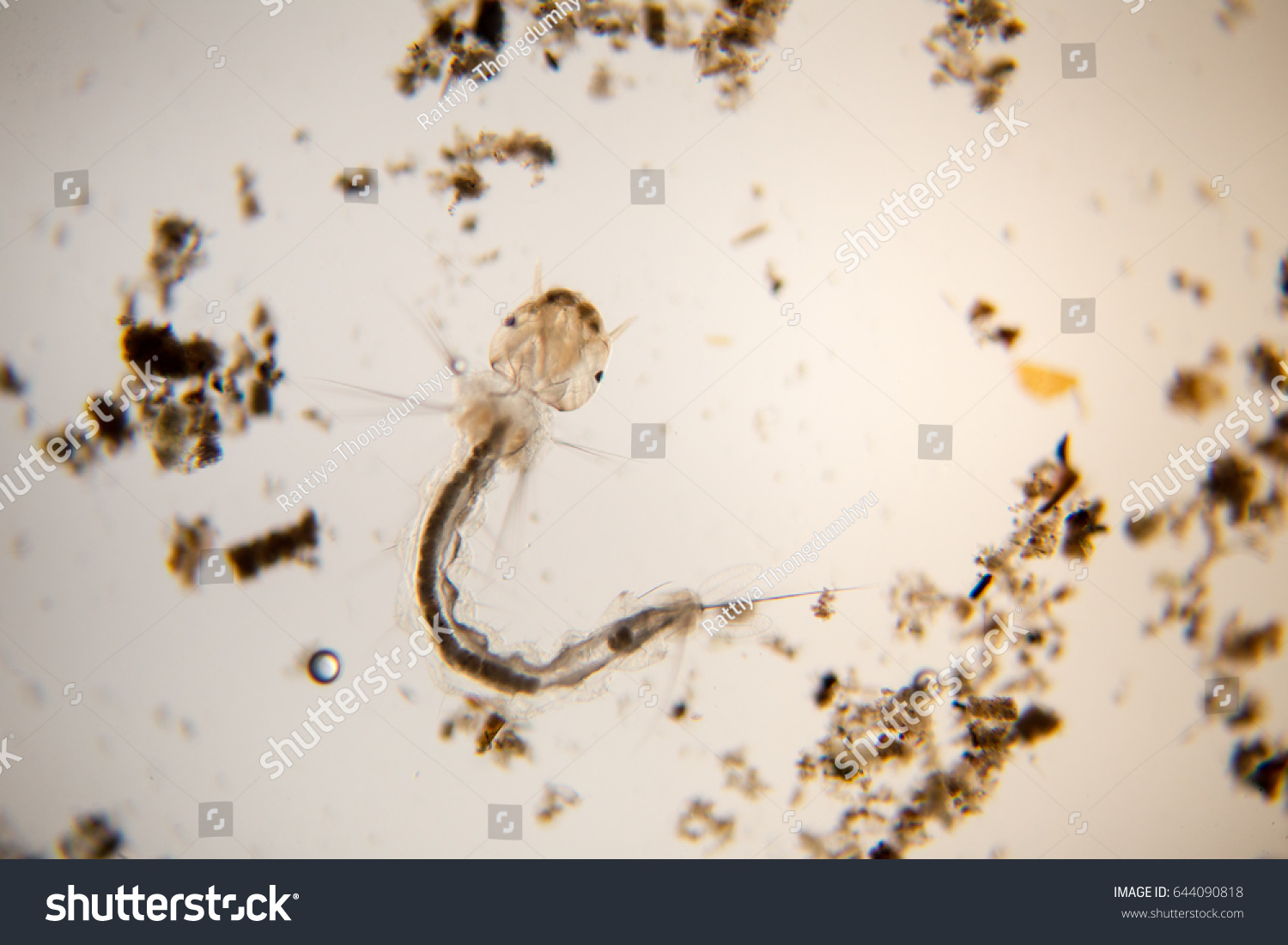 Mosquito Larva Under Microscope View Stock Photo (Edit Now) 644090818