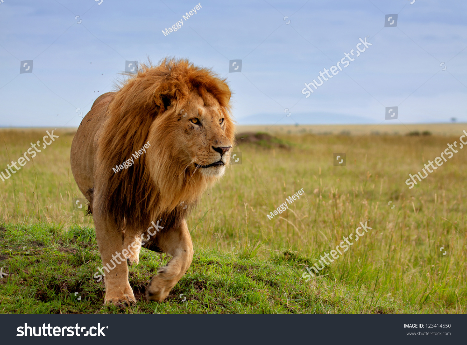 The Most Beautiful Lion Of The Masai Mara Stock Photo 123414550 ...