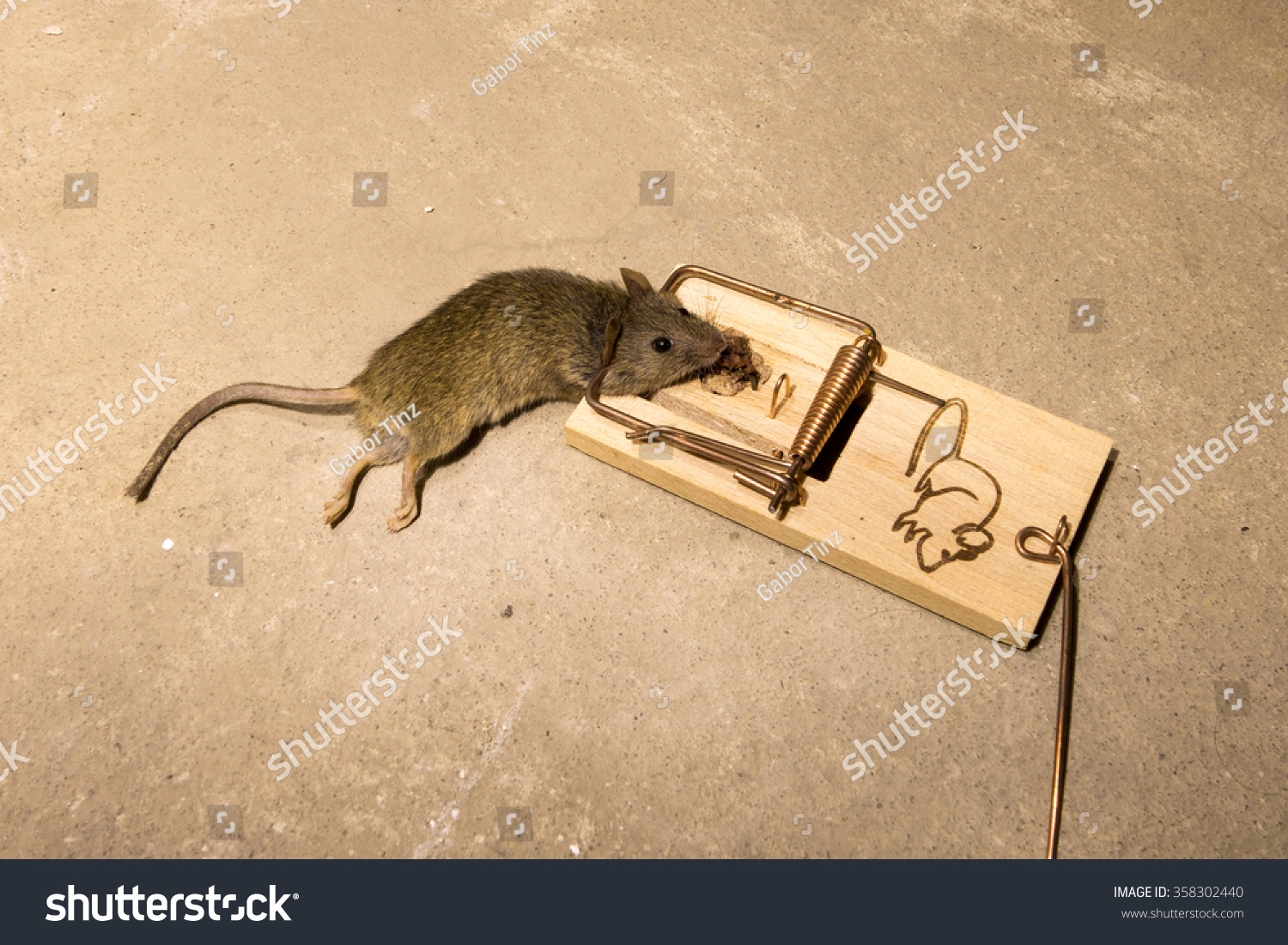 Mouse Mousetrap Mouse Captured Death Trap Stock Photo 358302440 ...