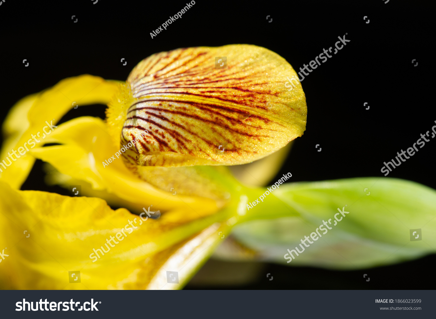 name-iris-greek-word-rainbow-greeks-stock-photo-1866023599-shutterstock