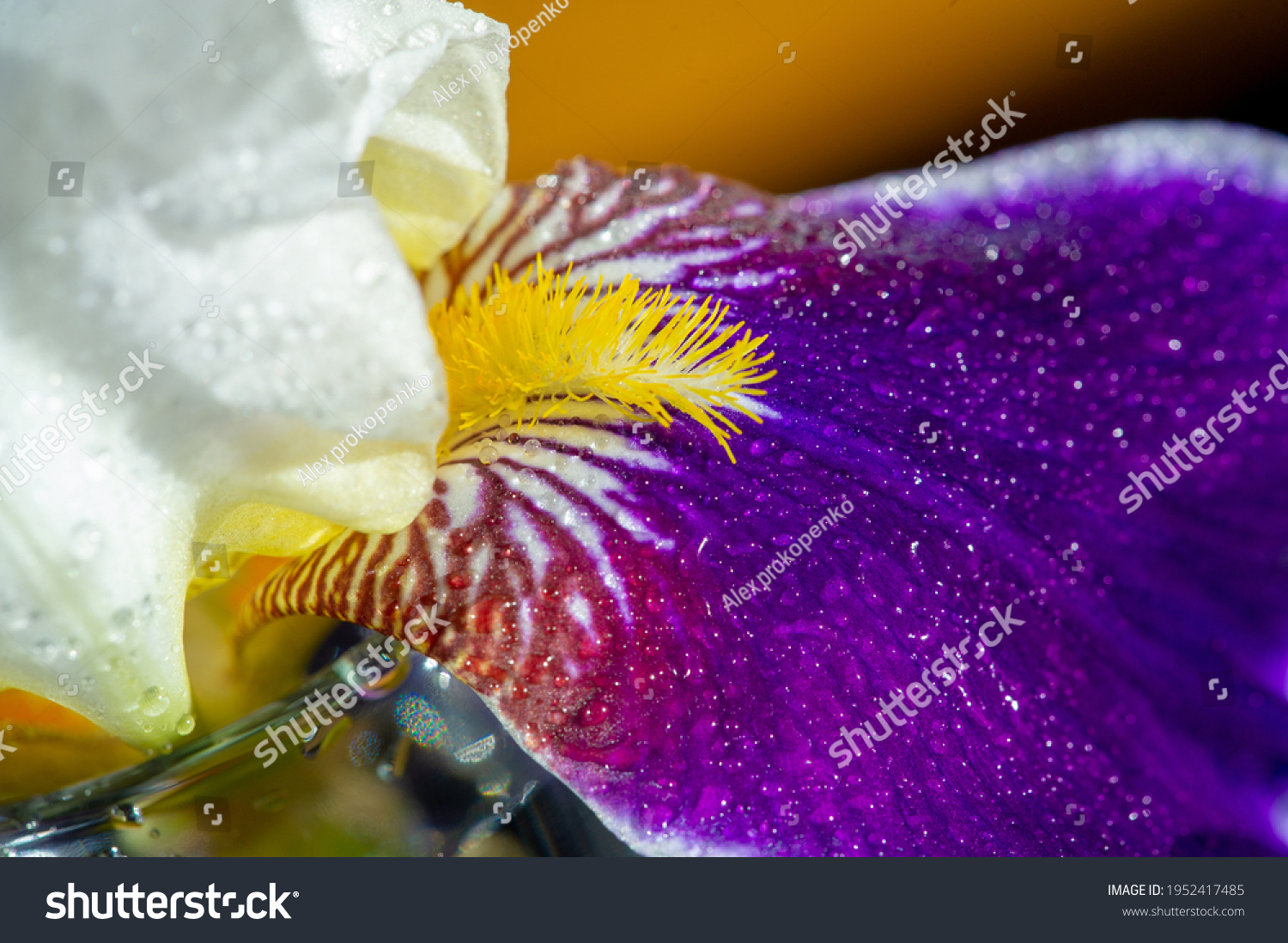 name-iris-greek-word-rainbow-greeks-stock-photo-1952417485-shutterstock