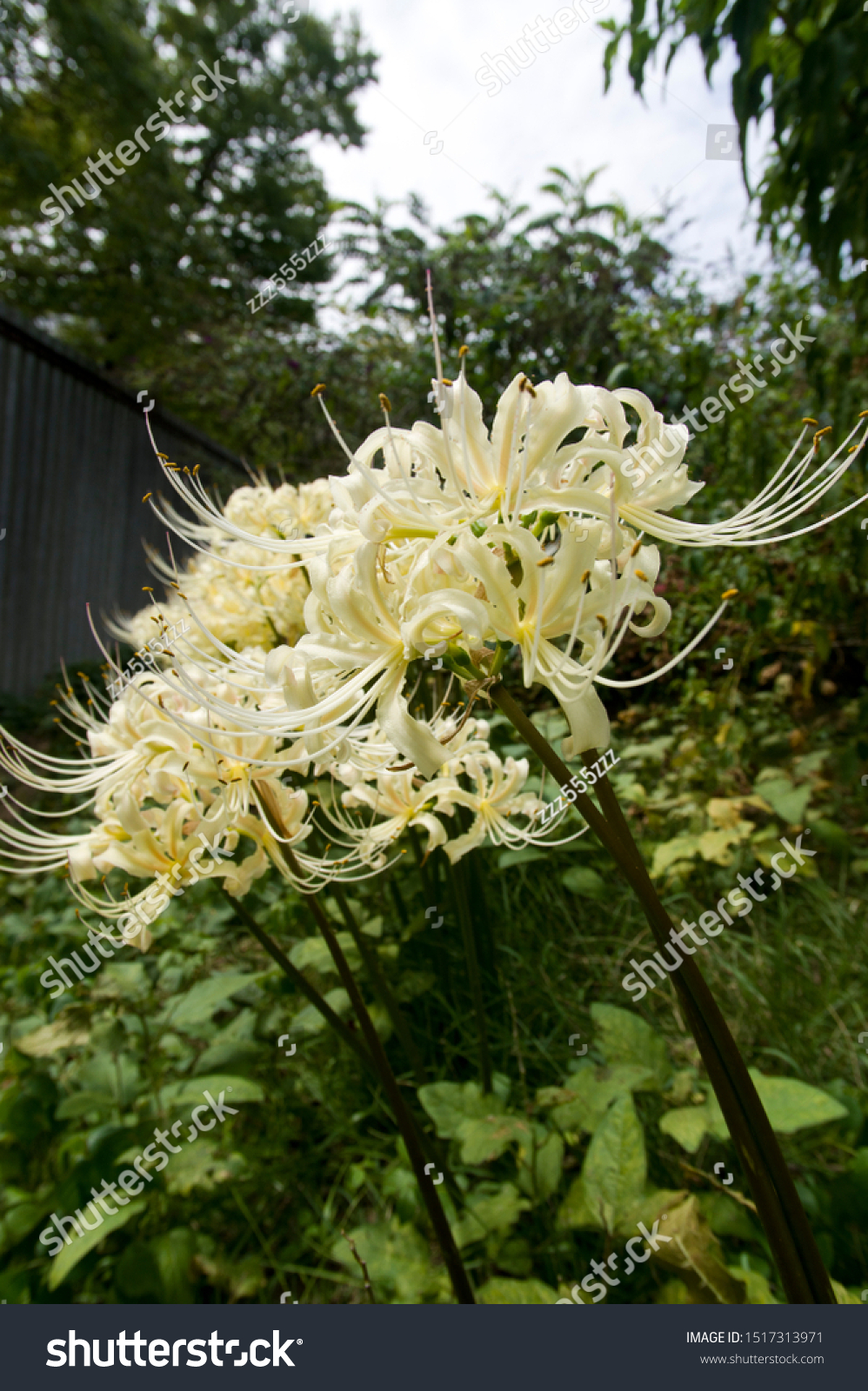 Name These Flowers White Spider Lily Stock Photo Edit Now 1517313971