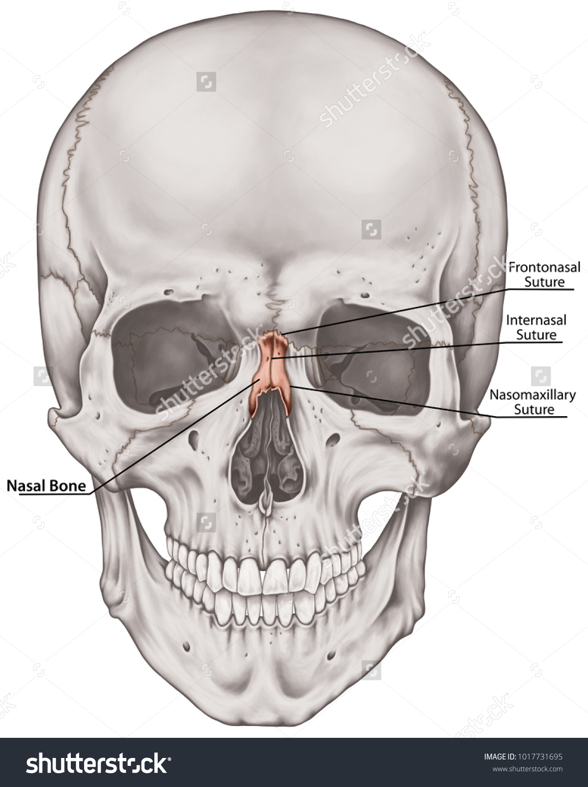 Nasal Bone Cranium Bones Head Skull Stock Illustration 1017731695