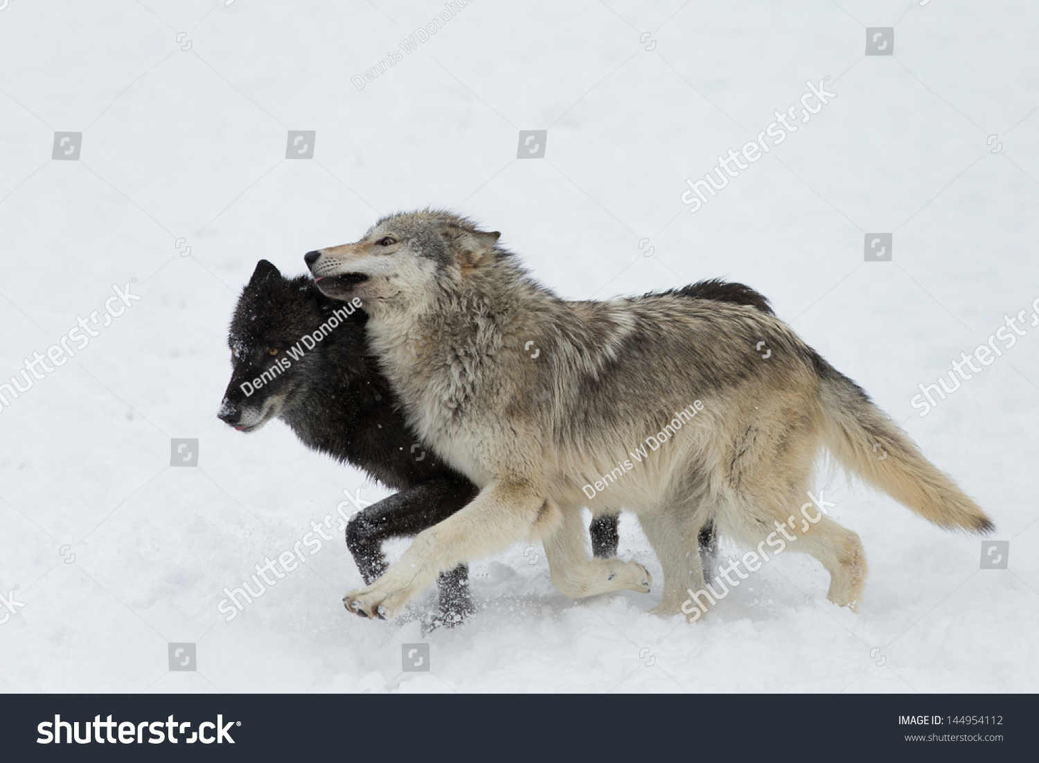 The North American Grey Wolf, An Apex Predator Stock Photo 144954112 ...