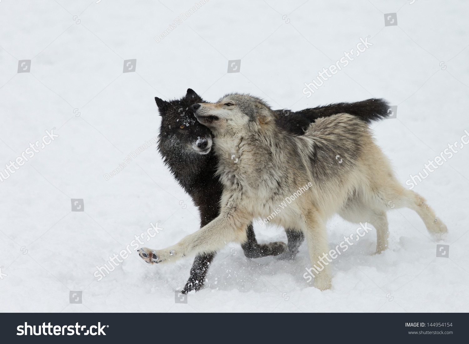 North American Grey Wolf Apex Predator Stock Photo 144954154 - Shutterstock