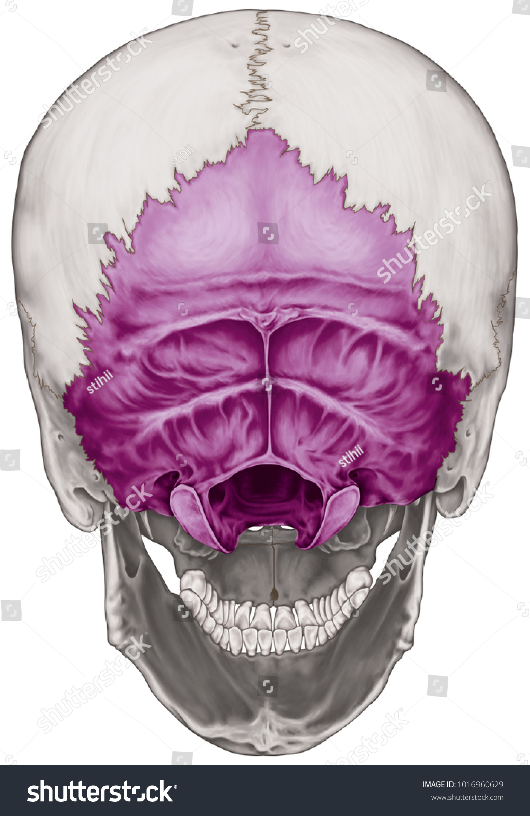 Occipital Bone Cranium Bones Head Skull Stock Illustration 1016960629 Shutterstock 0289