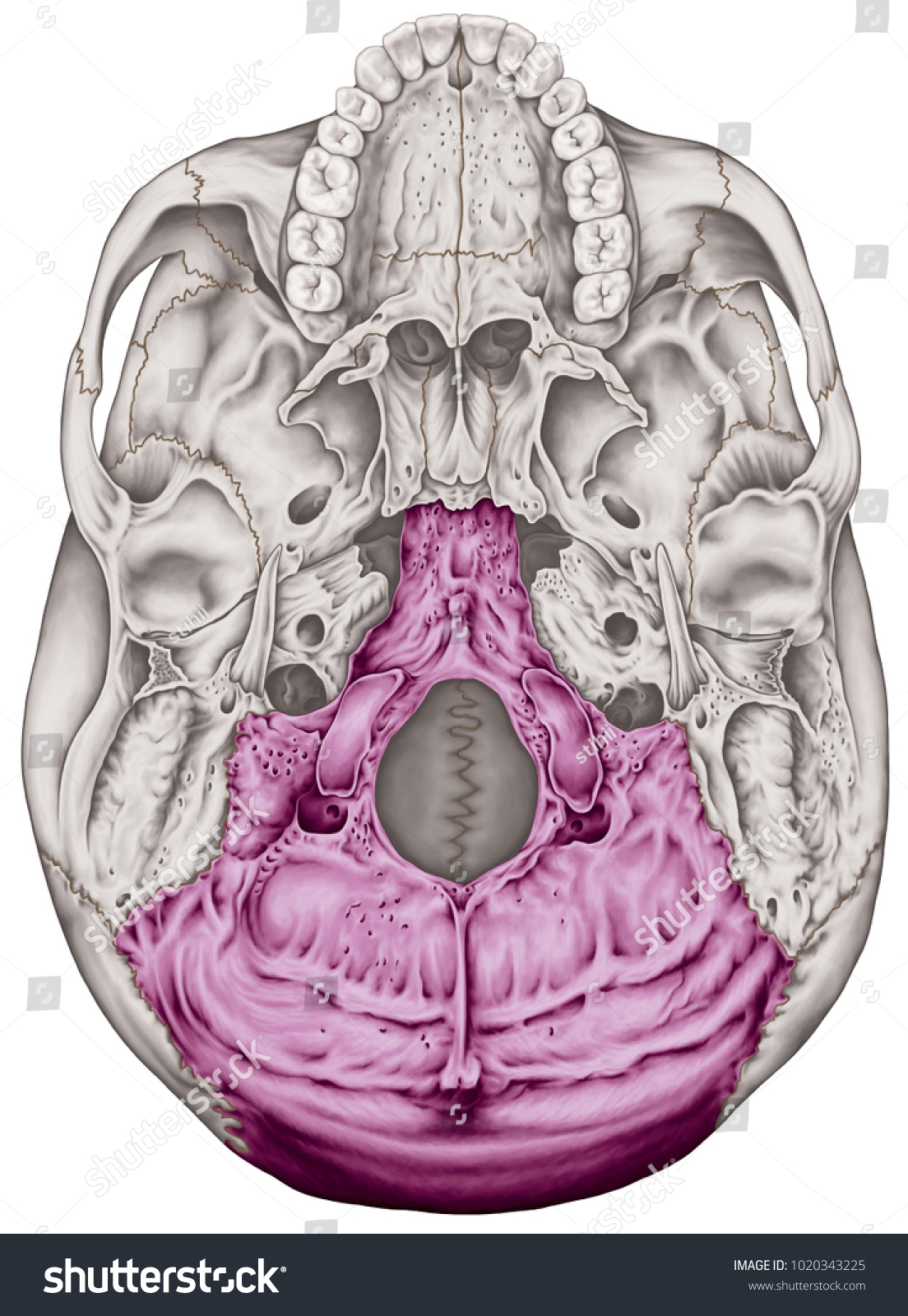 Occipital Bone Cranium Bones Head Skull Stock Illustration 1020343225 2204