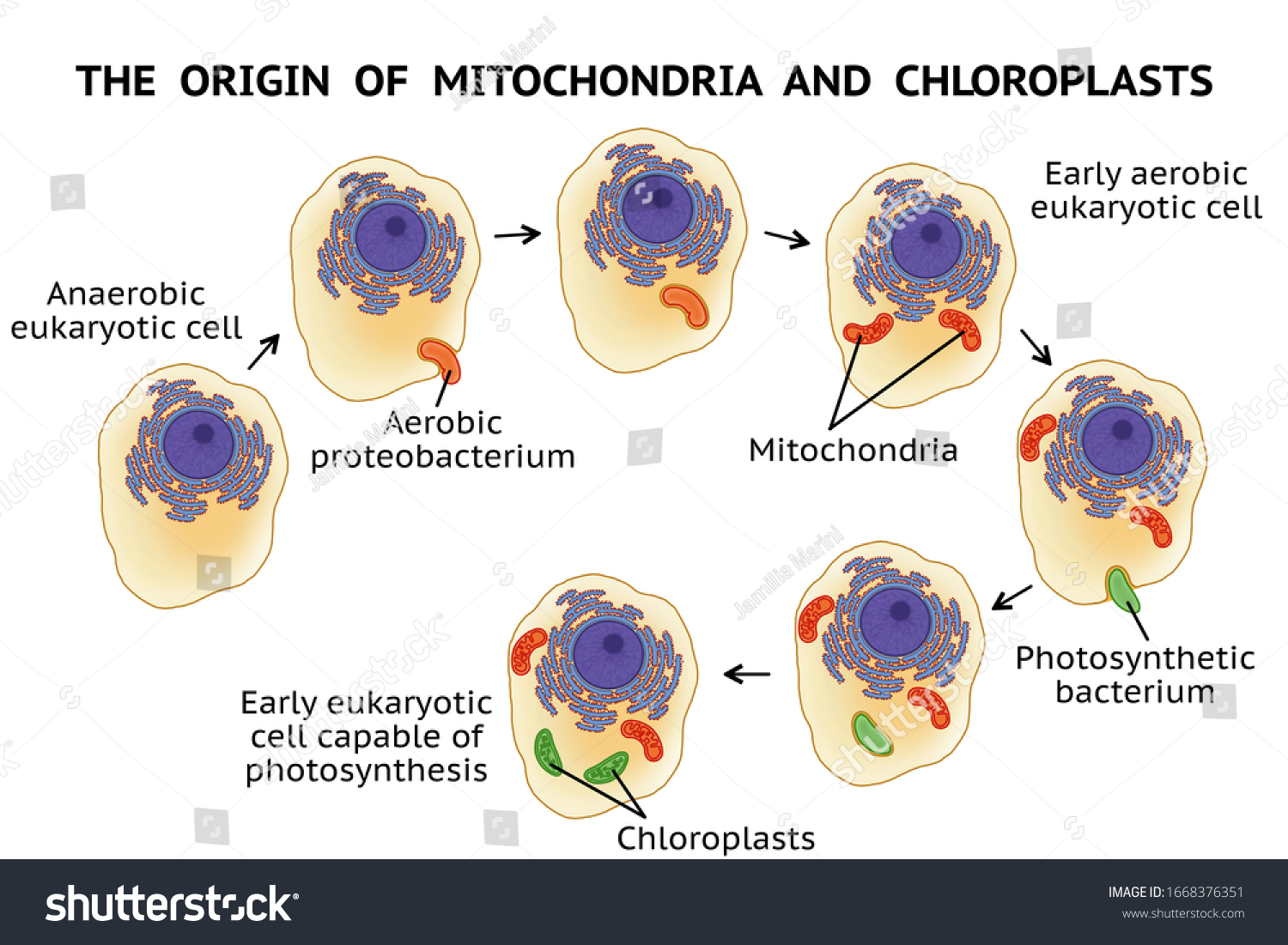 26 Endosymbiosis: immagini, foto stock e grafica vettoriale  Shutterstock