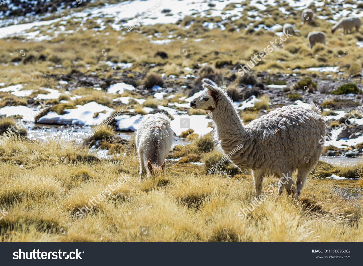 Original Camel Andes Lama Andean Animal Stock Photo Edit Now 1168095382